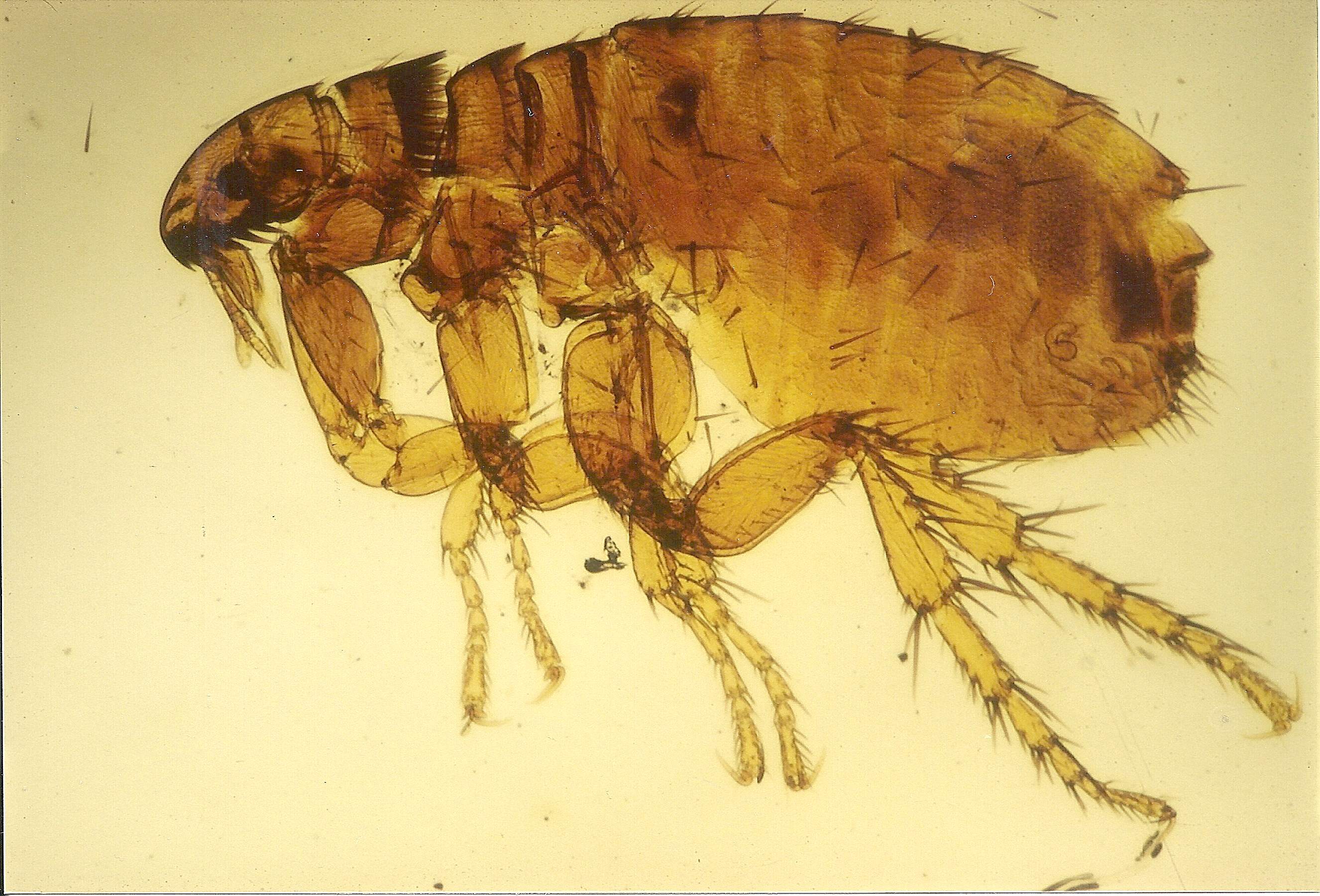 ctenocephalides_canis1md