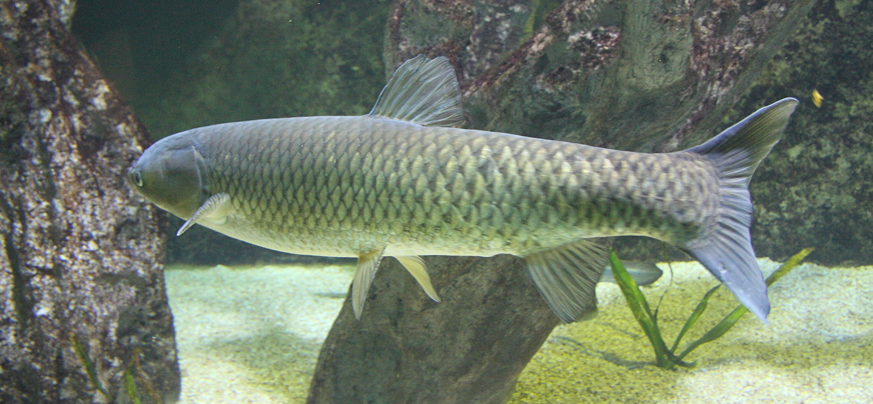 ctenopharyngodon_idella1sd