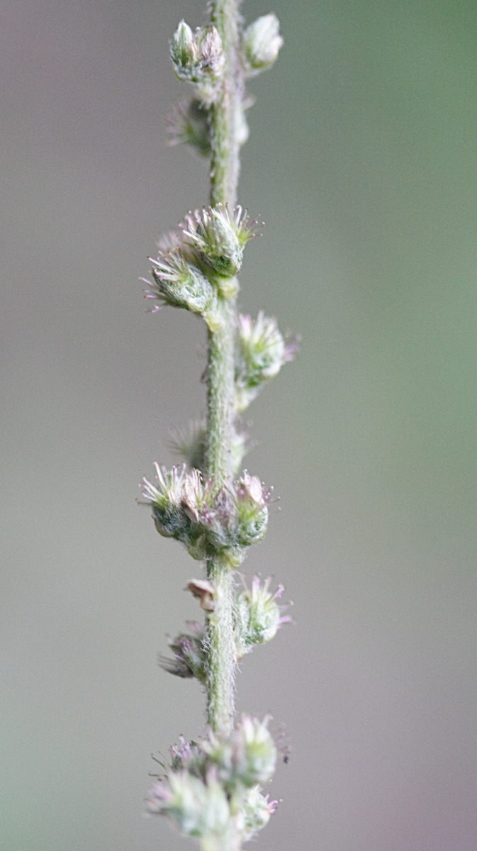 cyathula_prostrata3md