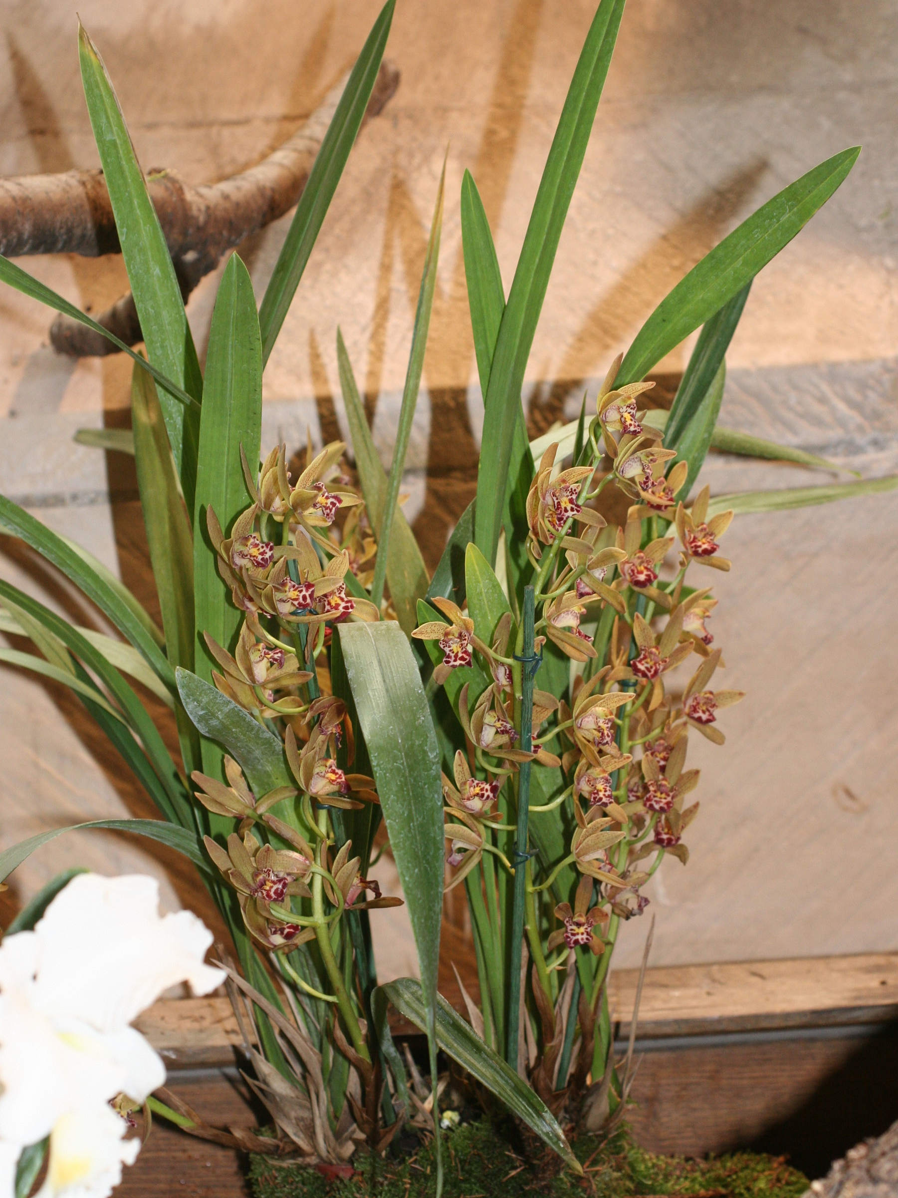Afficher le média cymbidium_pumilum1md cymbidium_pumilum1md