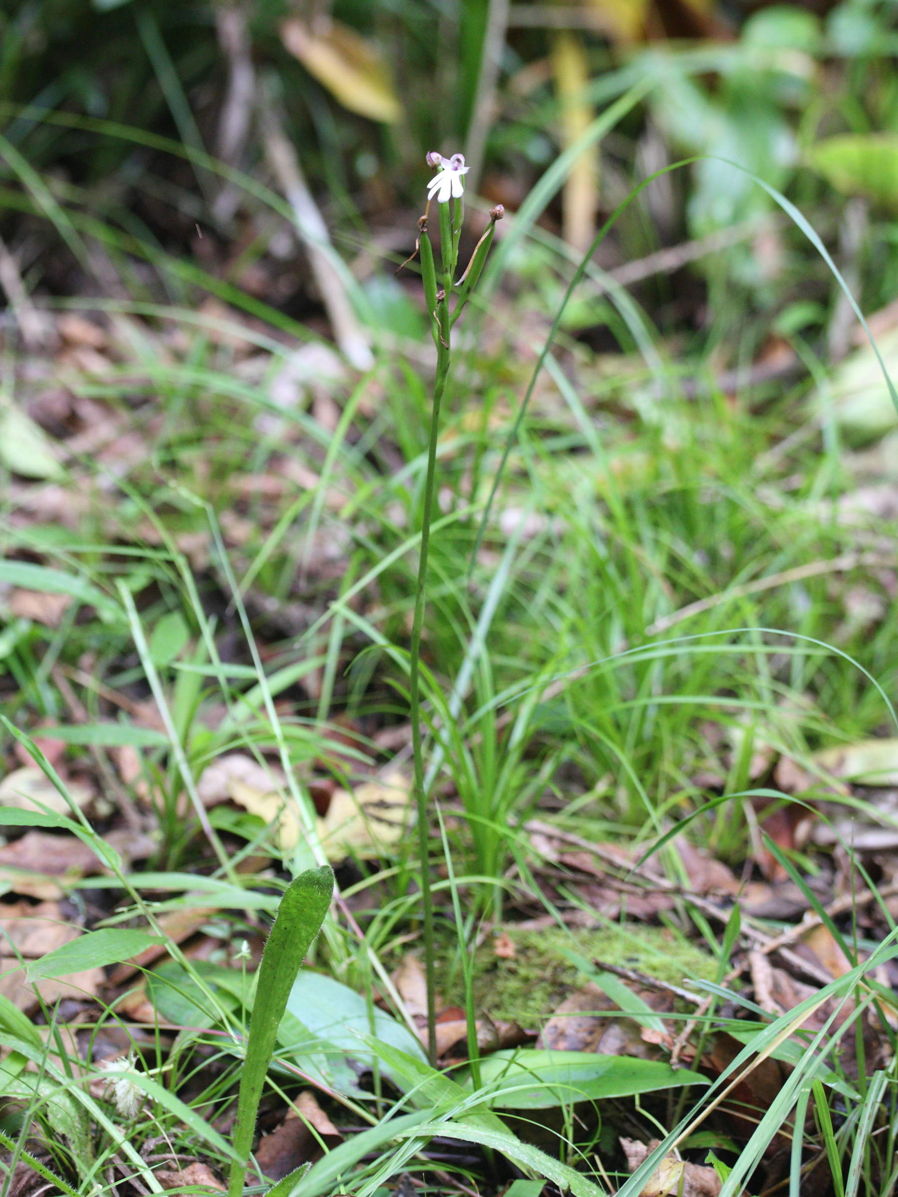 cynorkis_fastigiata1md