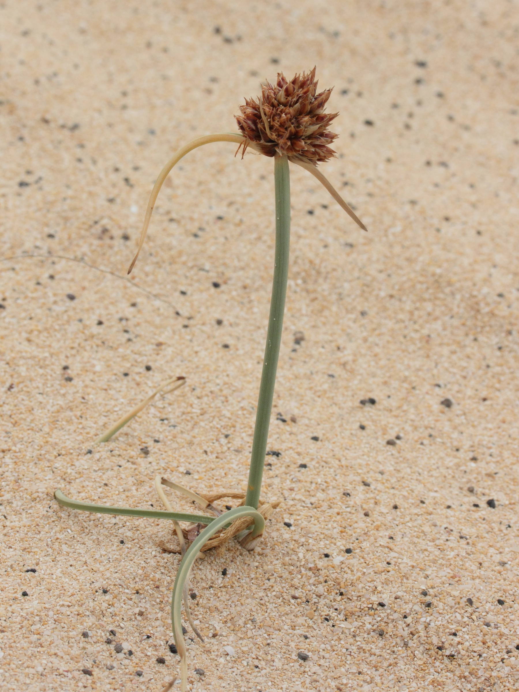 cyperus_capitatus1md