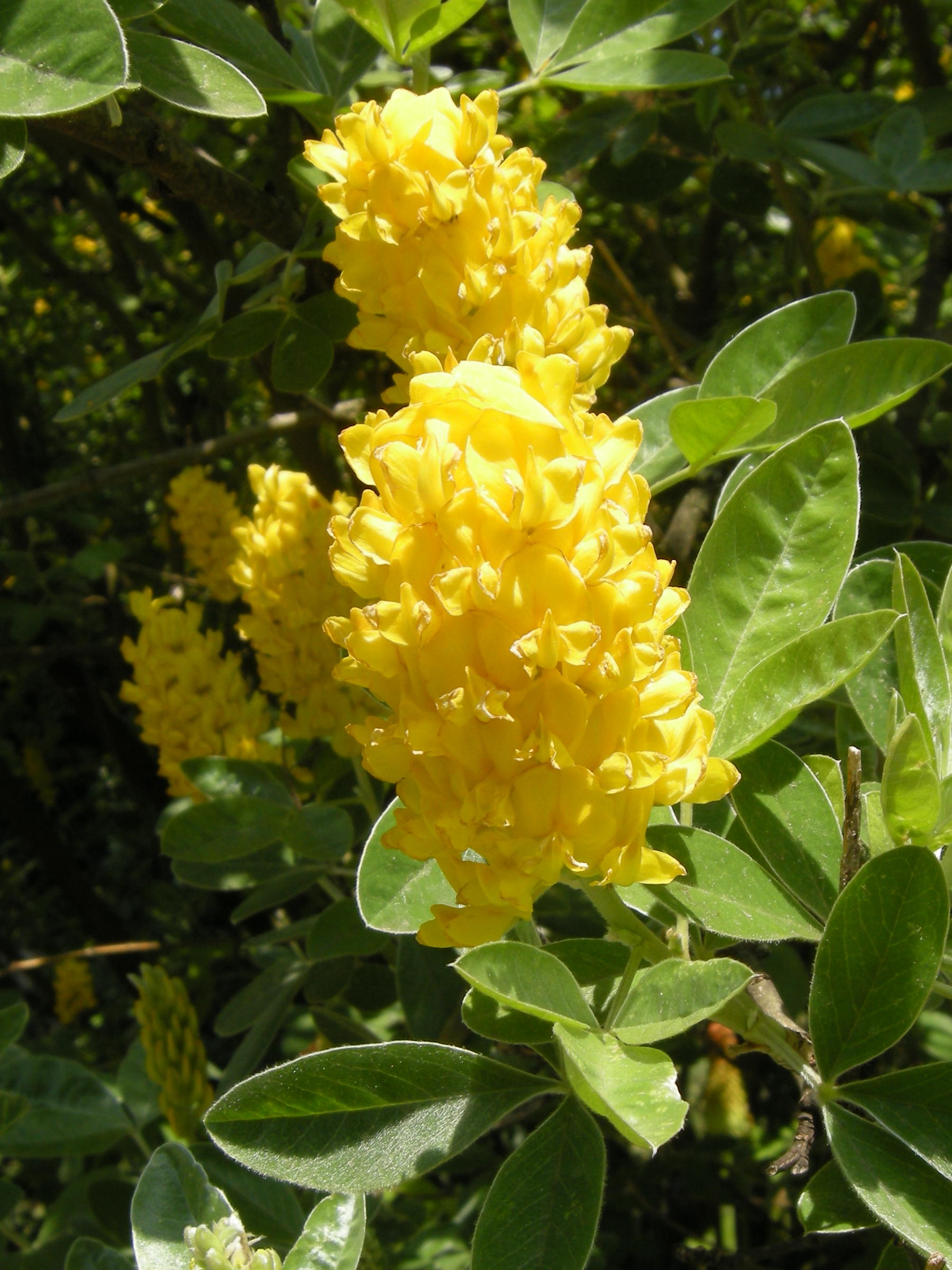 Afficher le média cytisus_battandieri4md cytisus_battandieri4md