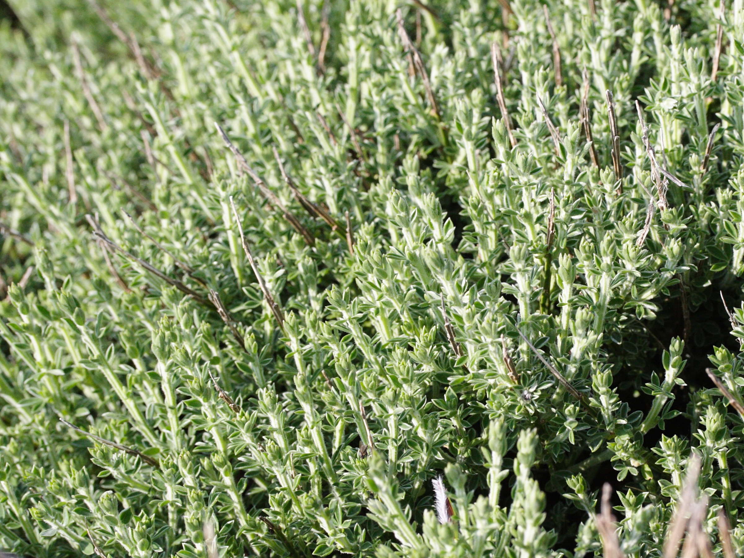 Afficher le média cytisus_scoparius_maritimus4md cytisus_scoparius_maritimus4md