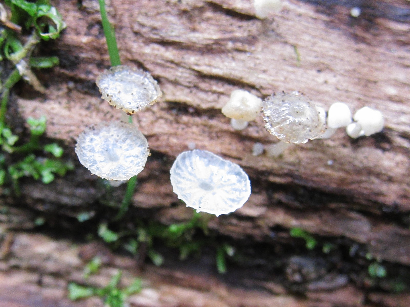 Afficher le média delicatula_integrella1bd delicatula_integrella1bd