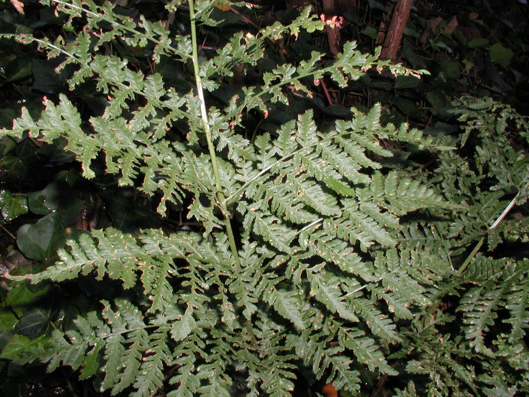 dryopteris_dilatata2md