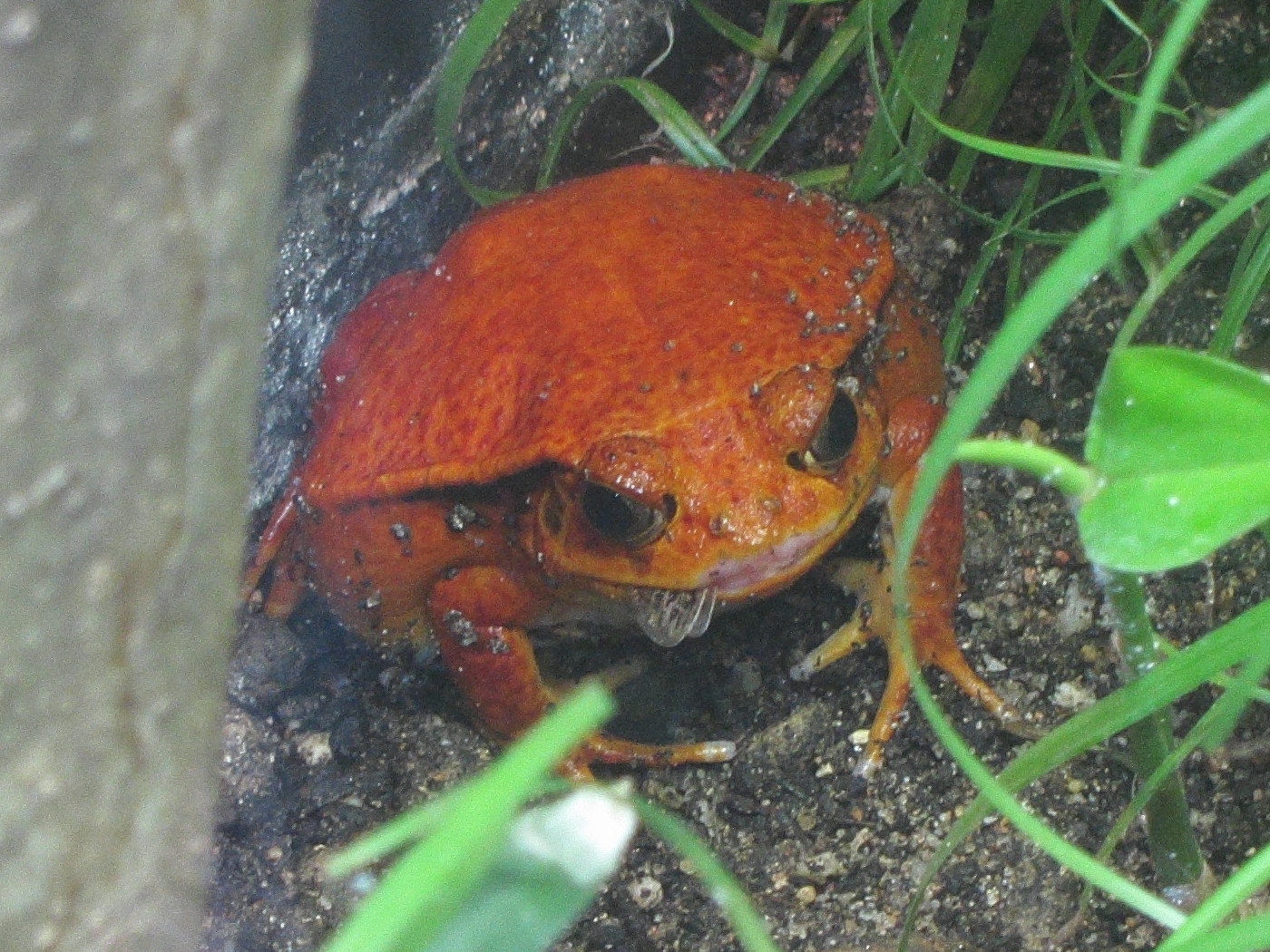 dyscophus_guineti1bd