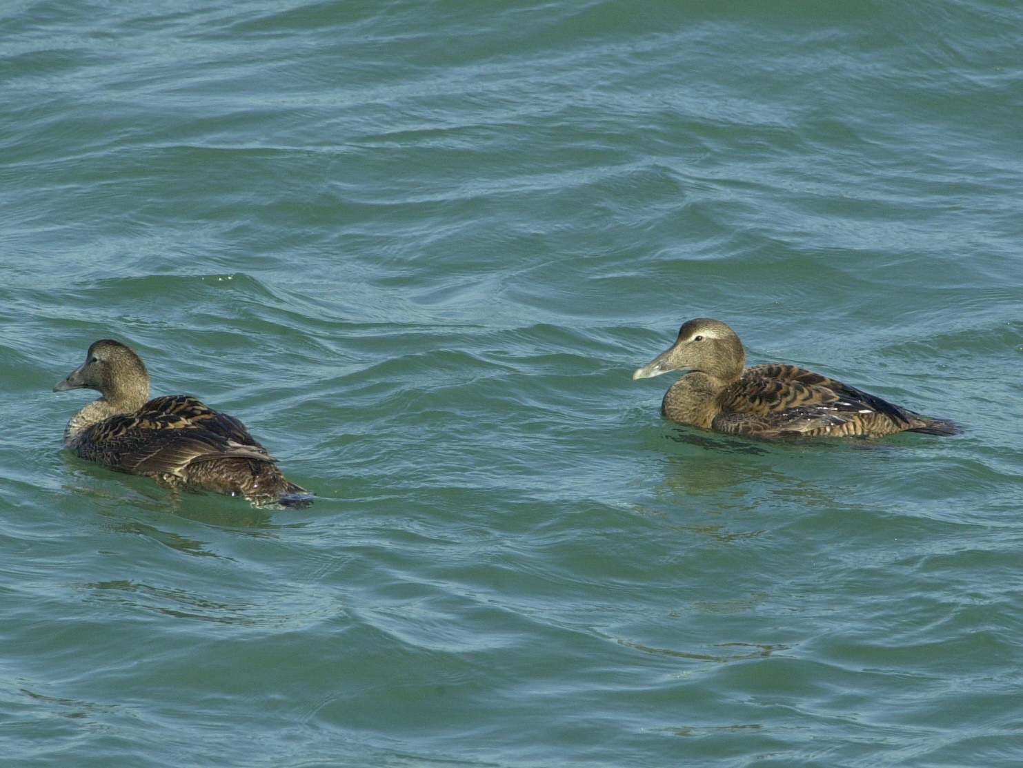eider_a_duvet_-_somateria_mollissima5md