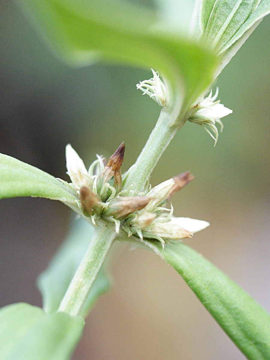 enicostema_verticillatum2md