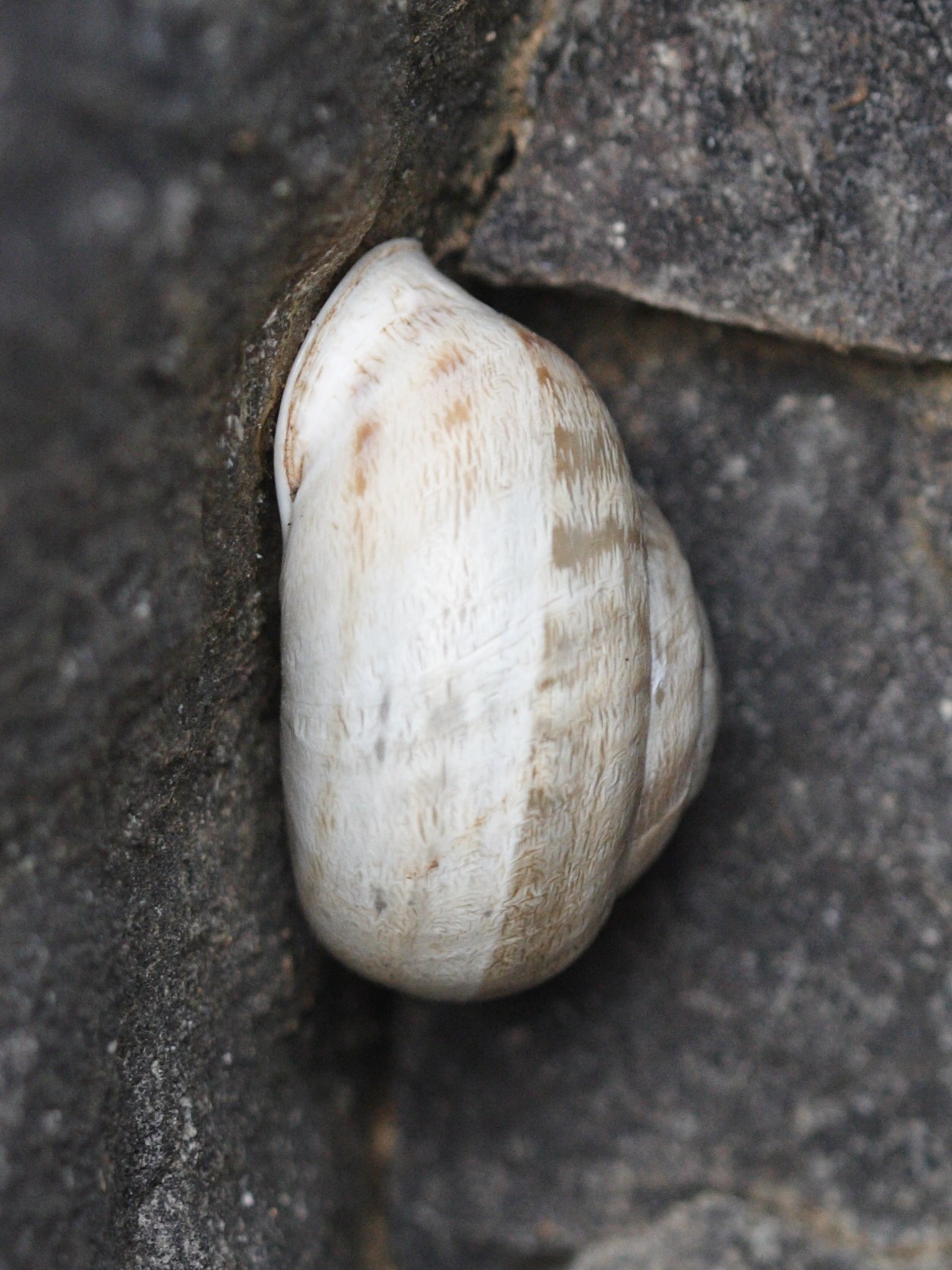 eobania_vermiculata1md