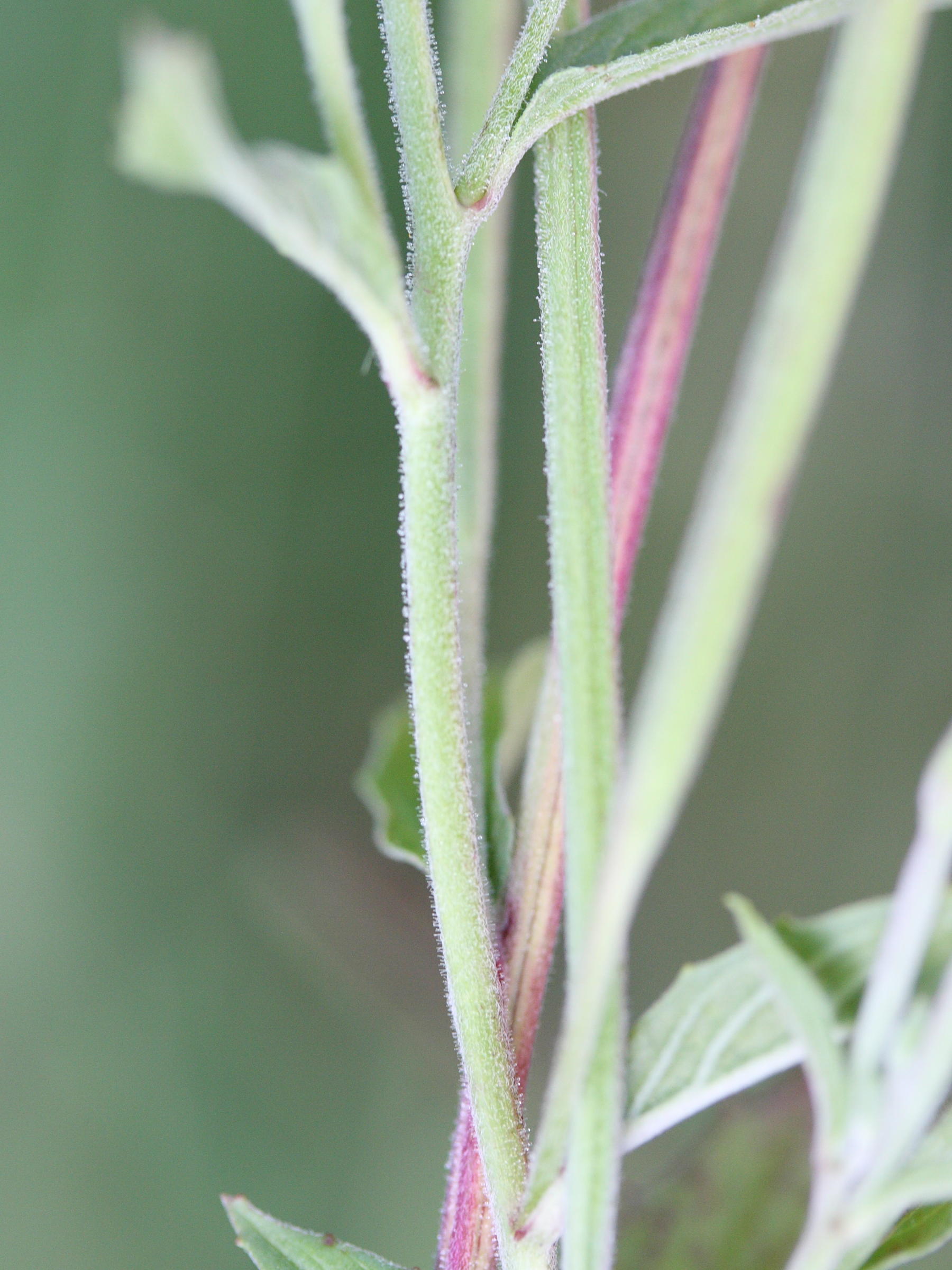 Afficher le média epilobium_lamyi3md epilobium_lamyi3md