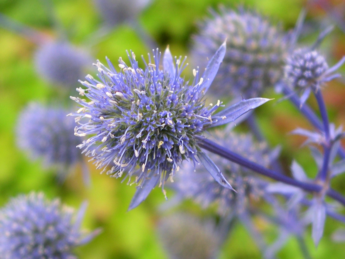 Afficher le média eryngium_bourgatii3md eryngium_bourgatii3md
