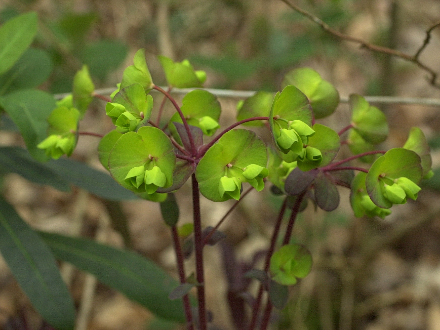 Afficher le média euphorbia_amygdaloides2md euphorbia_amygdaloides2md