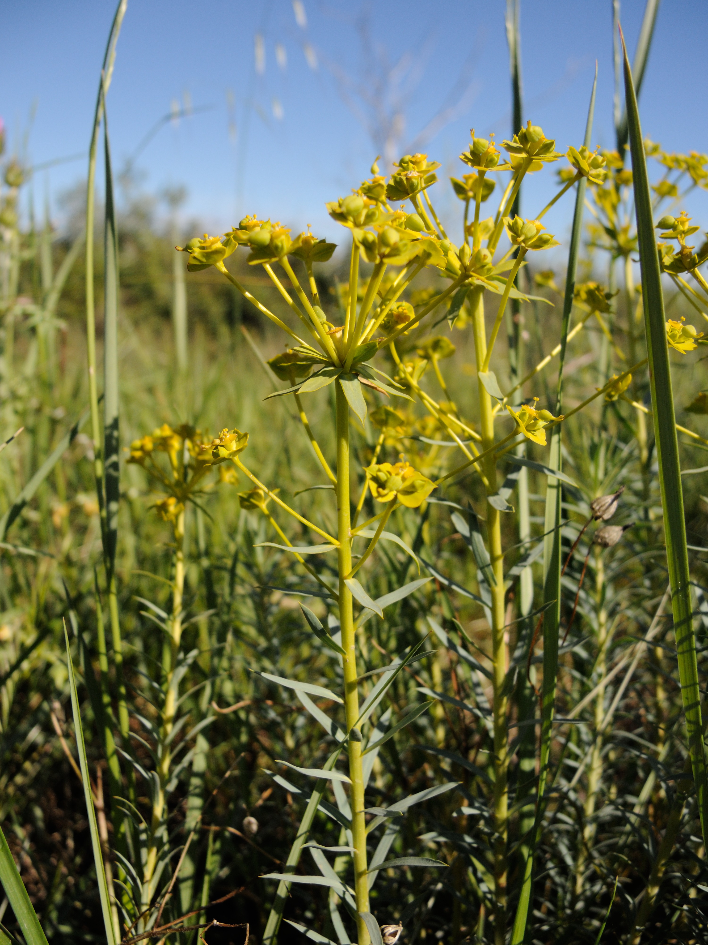 Afficher le média euphorbia_seguieriana_seguieriana3md euphorbia_seguieriana_seguieriana3md