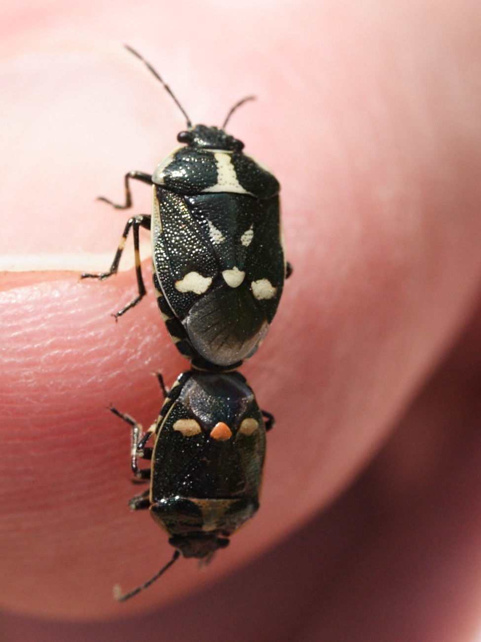 eurydema_oleracea5md