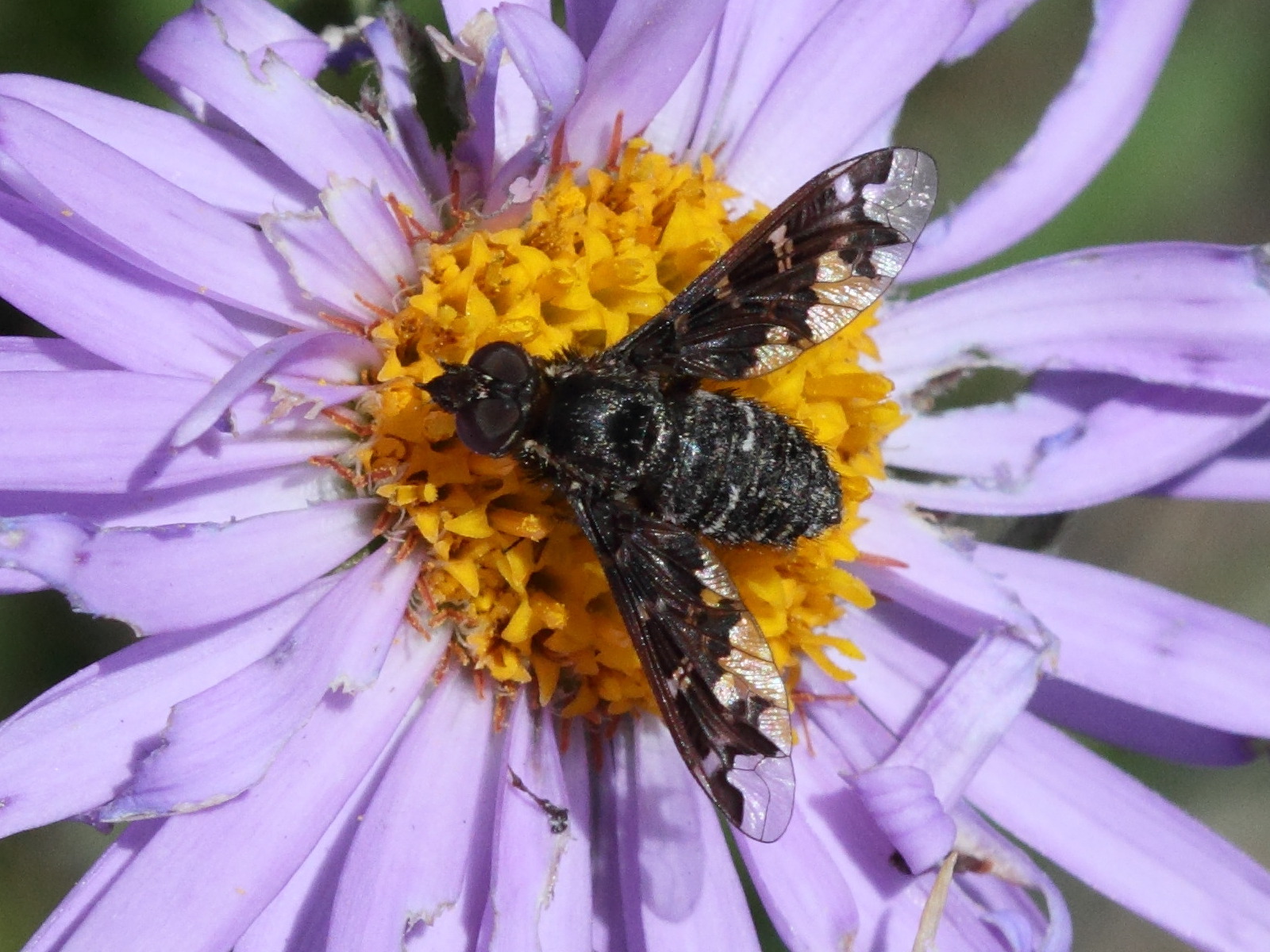 exoprosopa_jacchus1bd