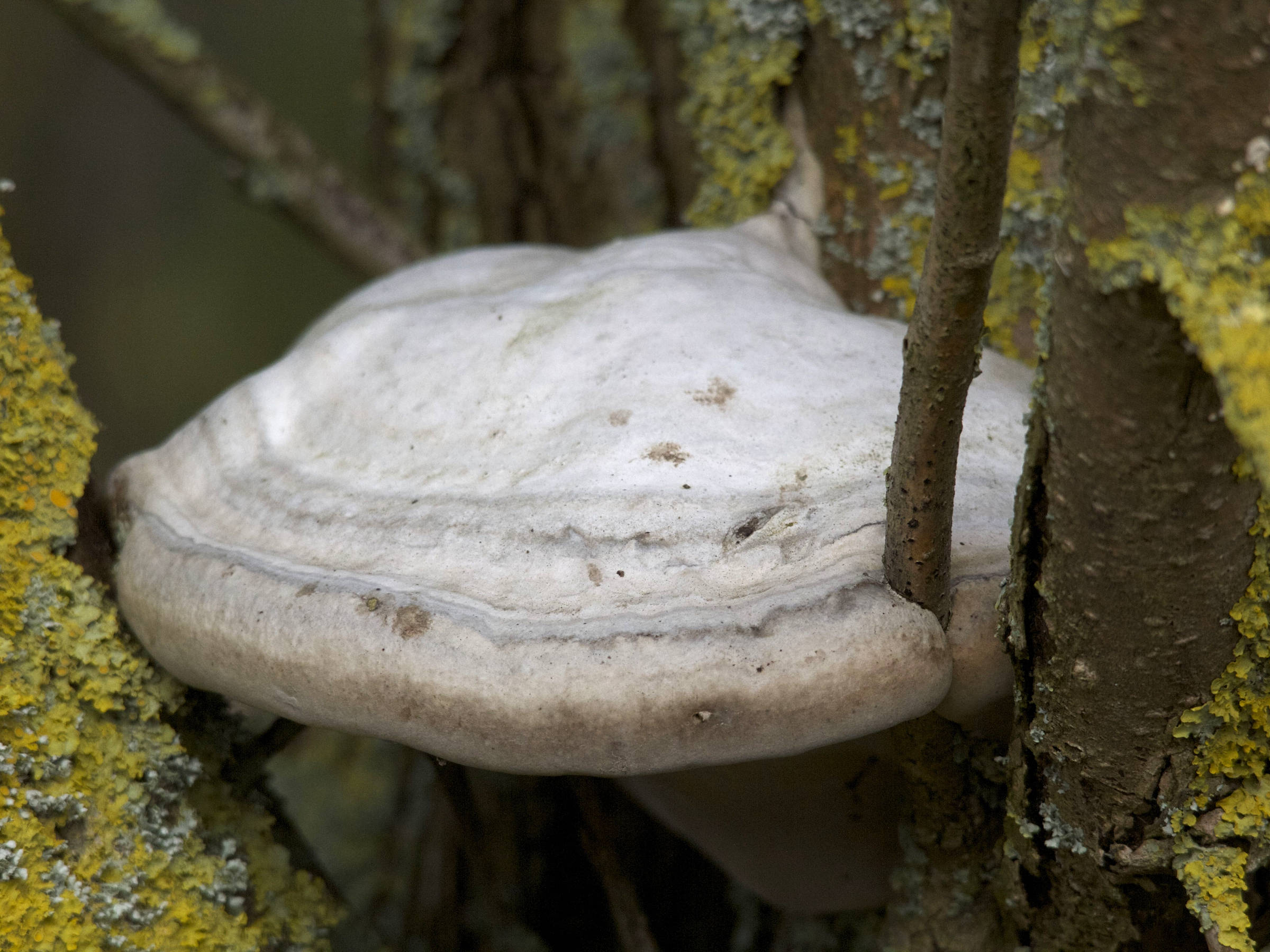 fomes_fomentarius3md