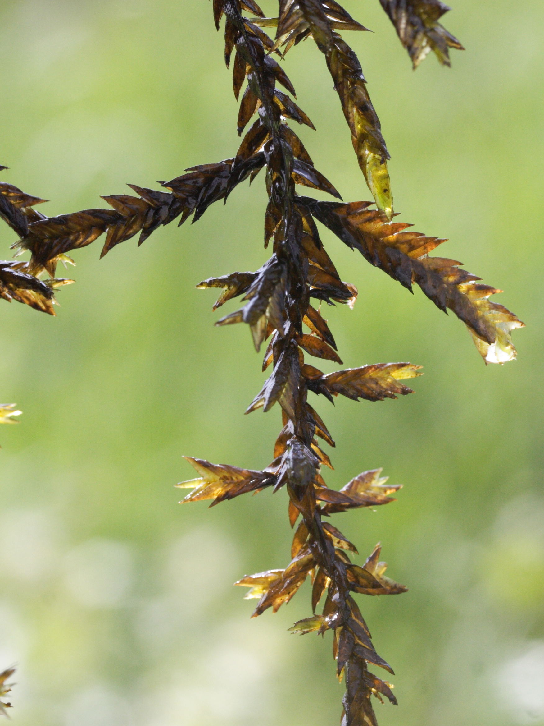 fontinalis_antipyretica1md