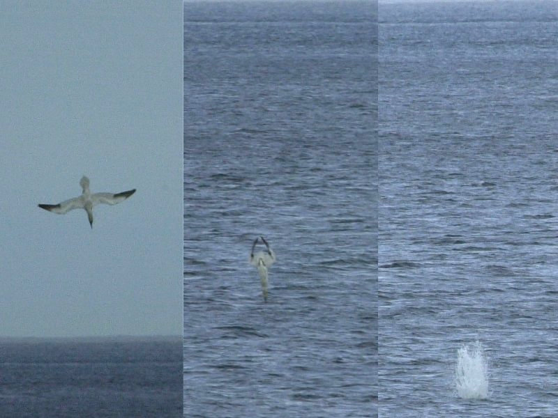 fou_de_bassan_-_morus_bassanus3md