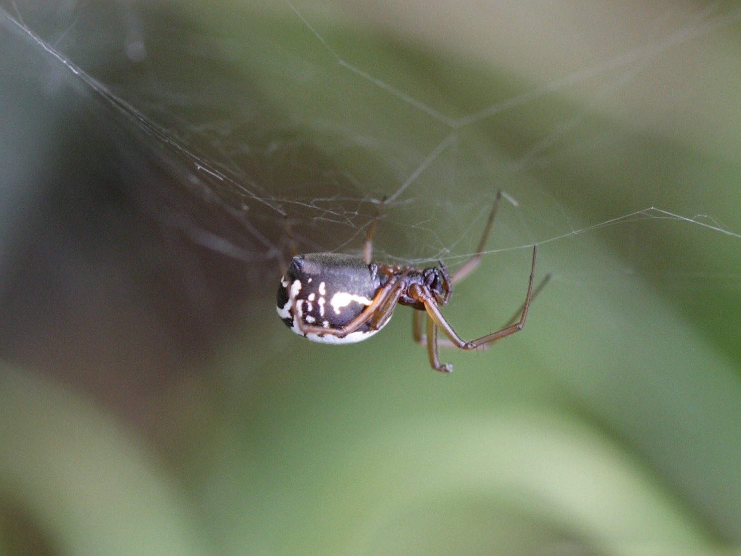 frontinellina_frutetorum1sd