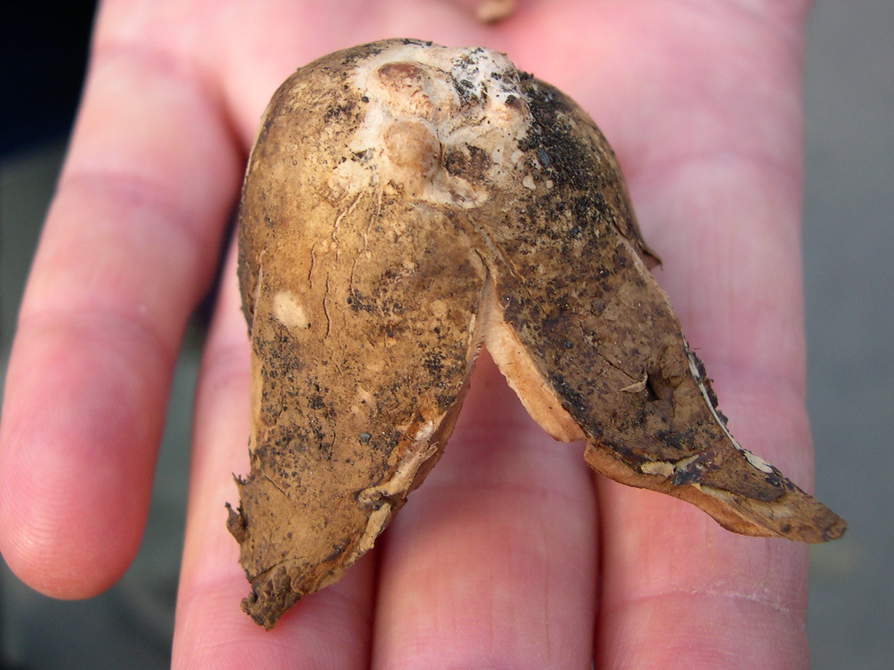 Afficher le média geastrum_rufescens2md geastrum_rufescens2md