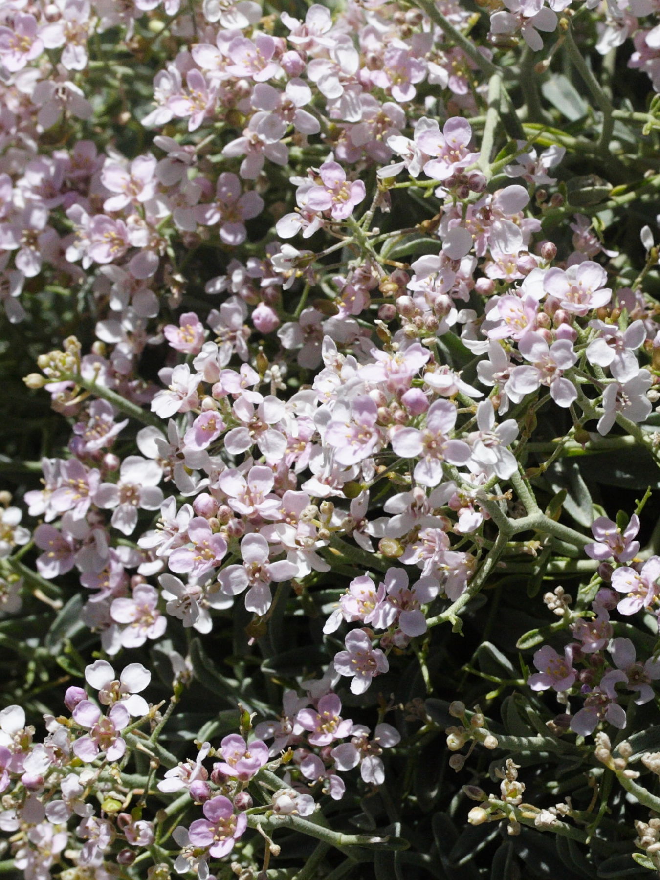 Afficher le média hormathophylla_spinosa4md hormathophylla_spinosa4md