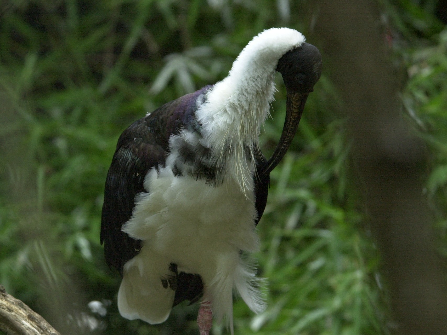 Afficher le média ibis_a_tete_noire_-_threskiornis_melanocephalus1md ibis_a_tete_noire_-_threskiornis_melanocephalus1md