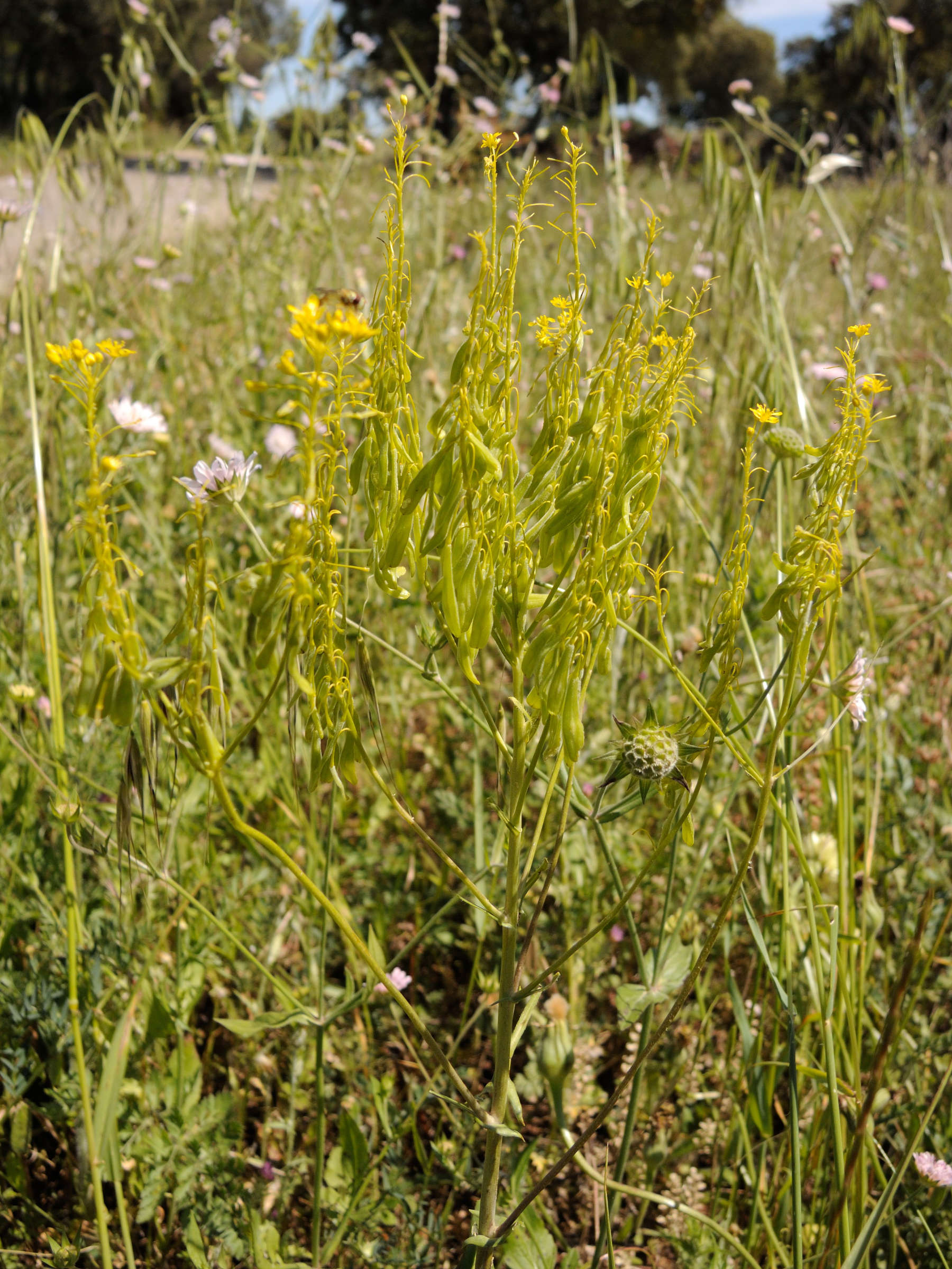 Afficher le média isatis_tinctoria7md isatis_tinctoria7md