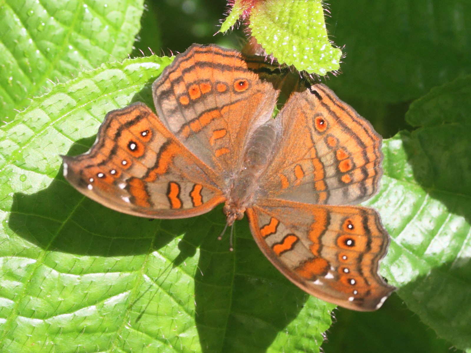 junonia_goudoti2md