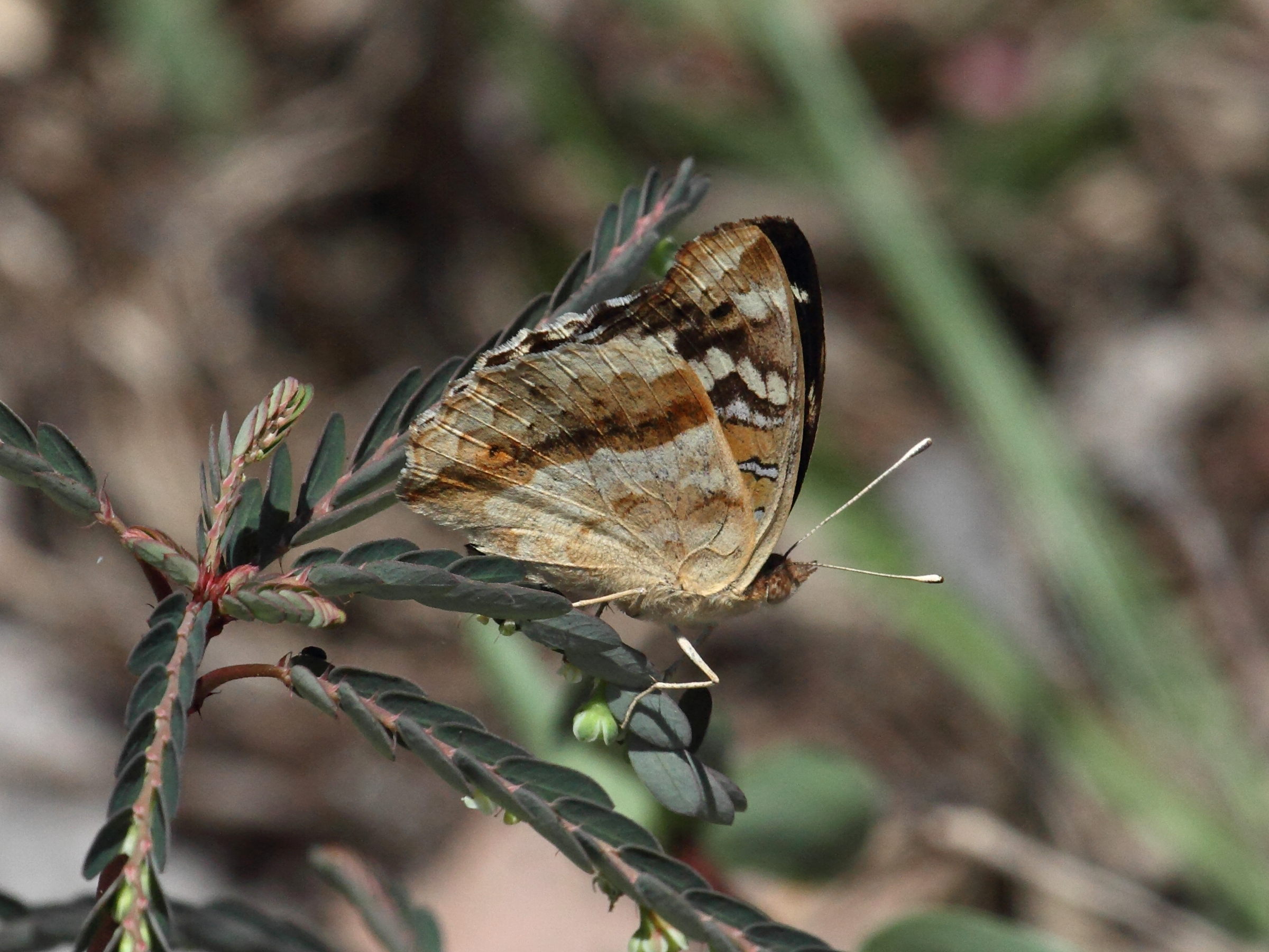 junonia_oenone_epiclelia4bd