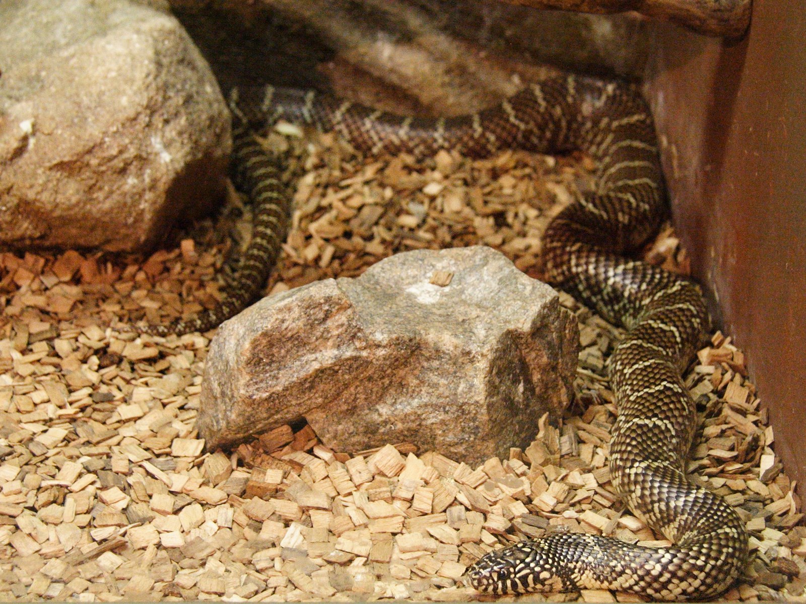 Afficher le média lampropeltis_getulus_floridana1md lampropeltis_getulus_floridana1md