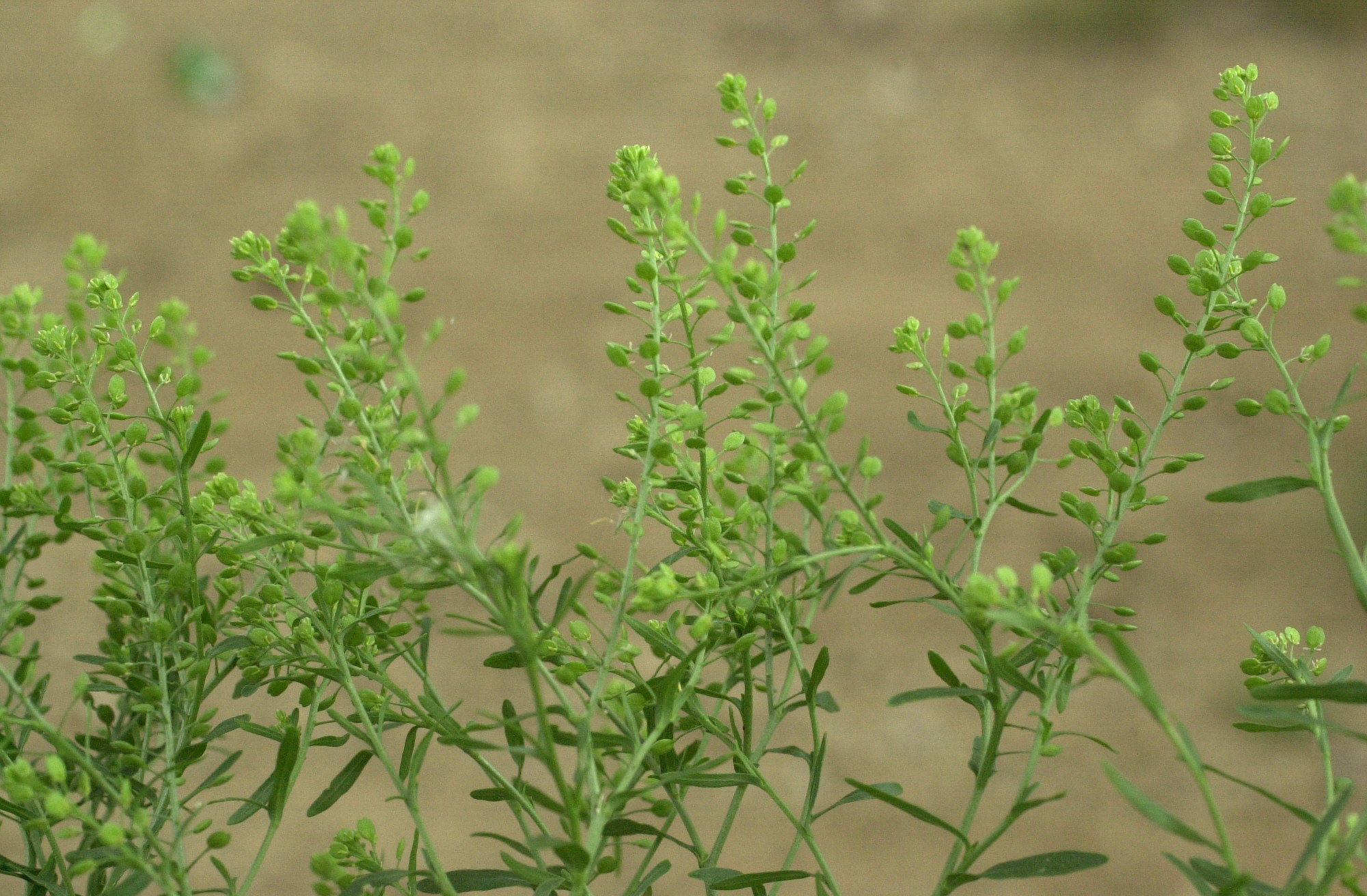 lepidium_ruderale1md