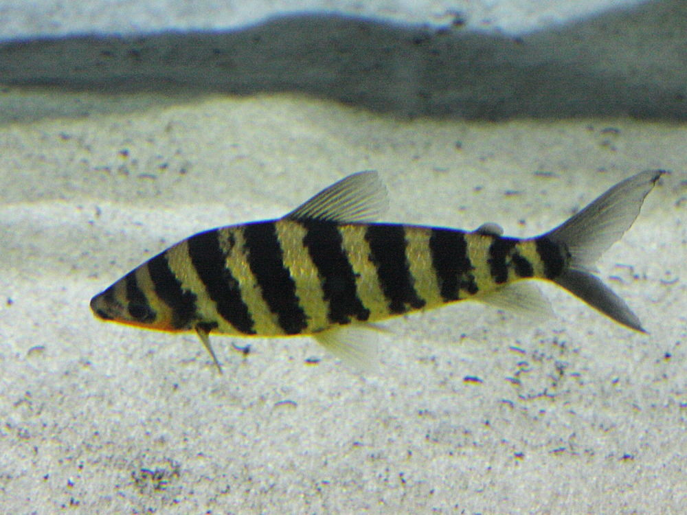 Afficher le média leporinus_fasciatus1bd leporinus_fasciatus1bd