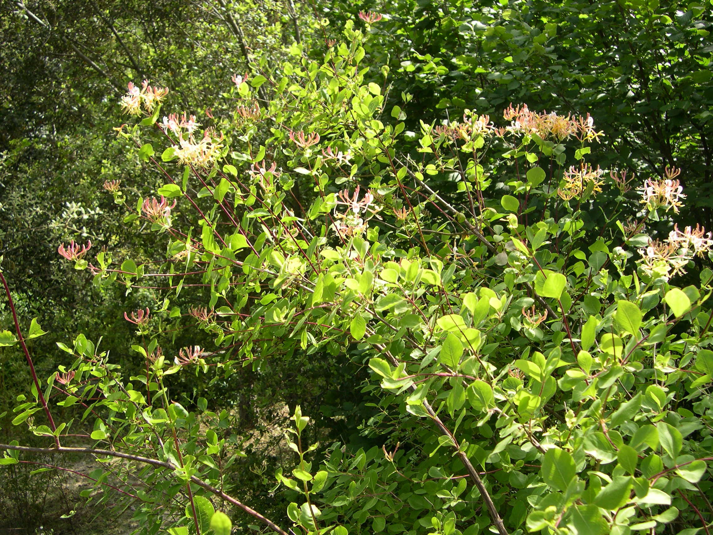 lonicera_etrusca2md