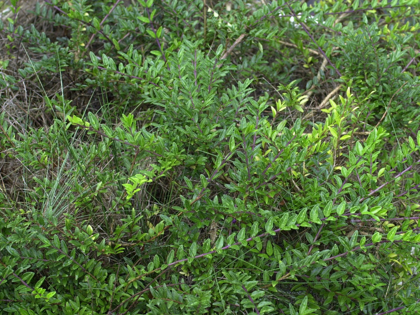 lonicera_nitida5md