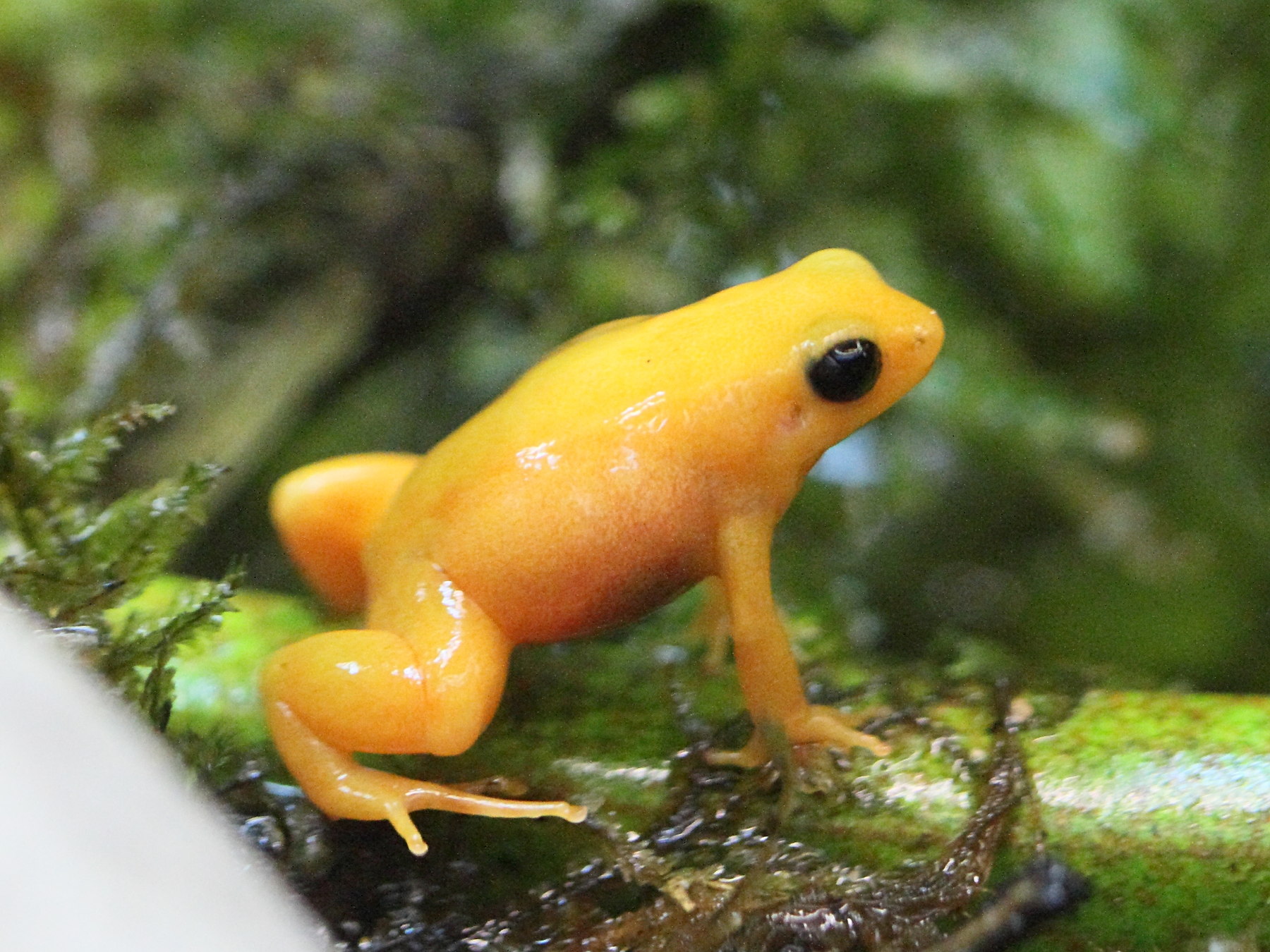 mantella_aurantiaca2bd