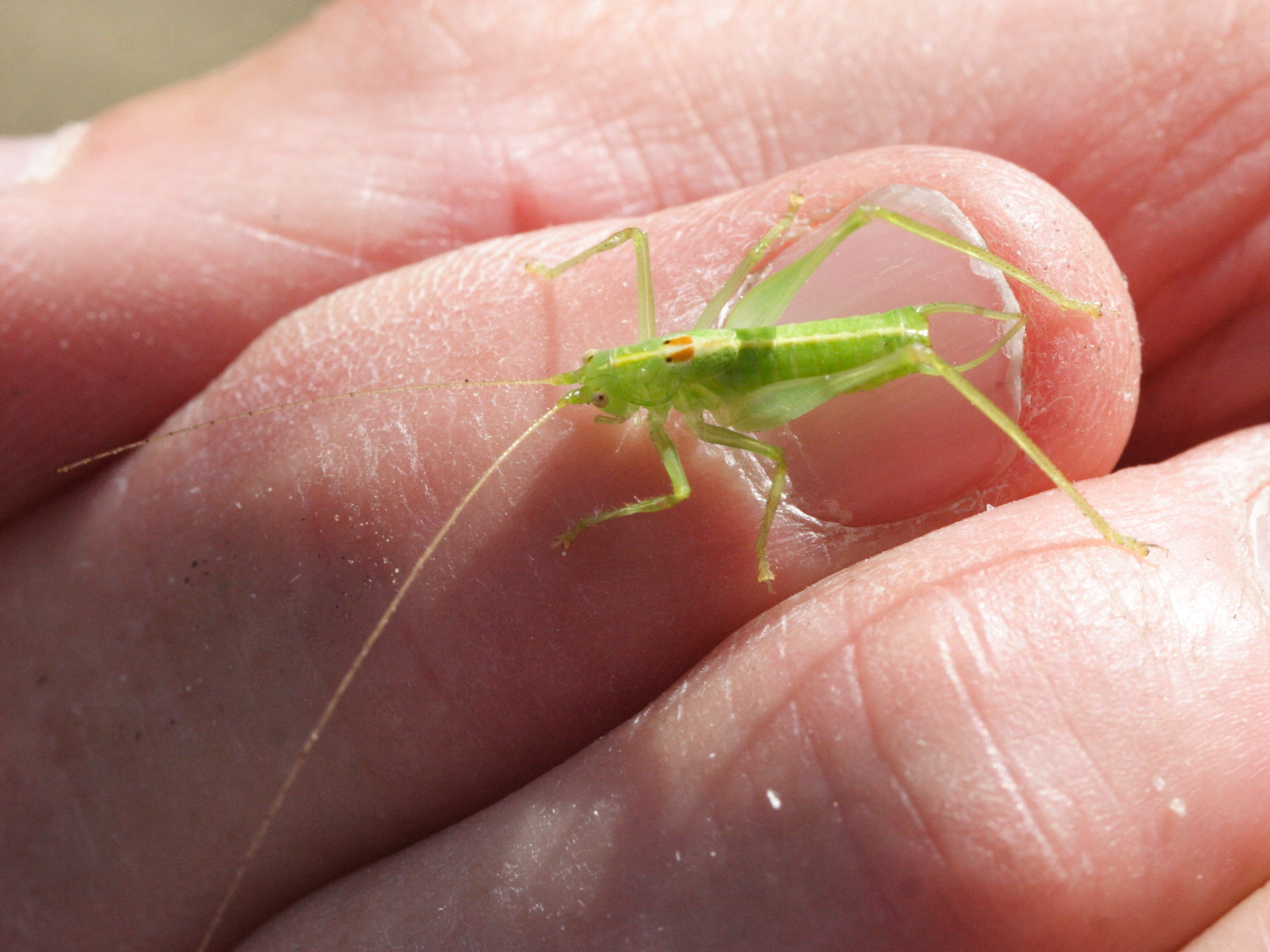 meconema_meridionale2md