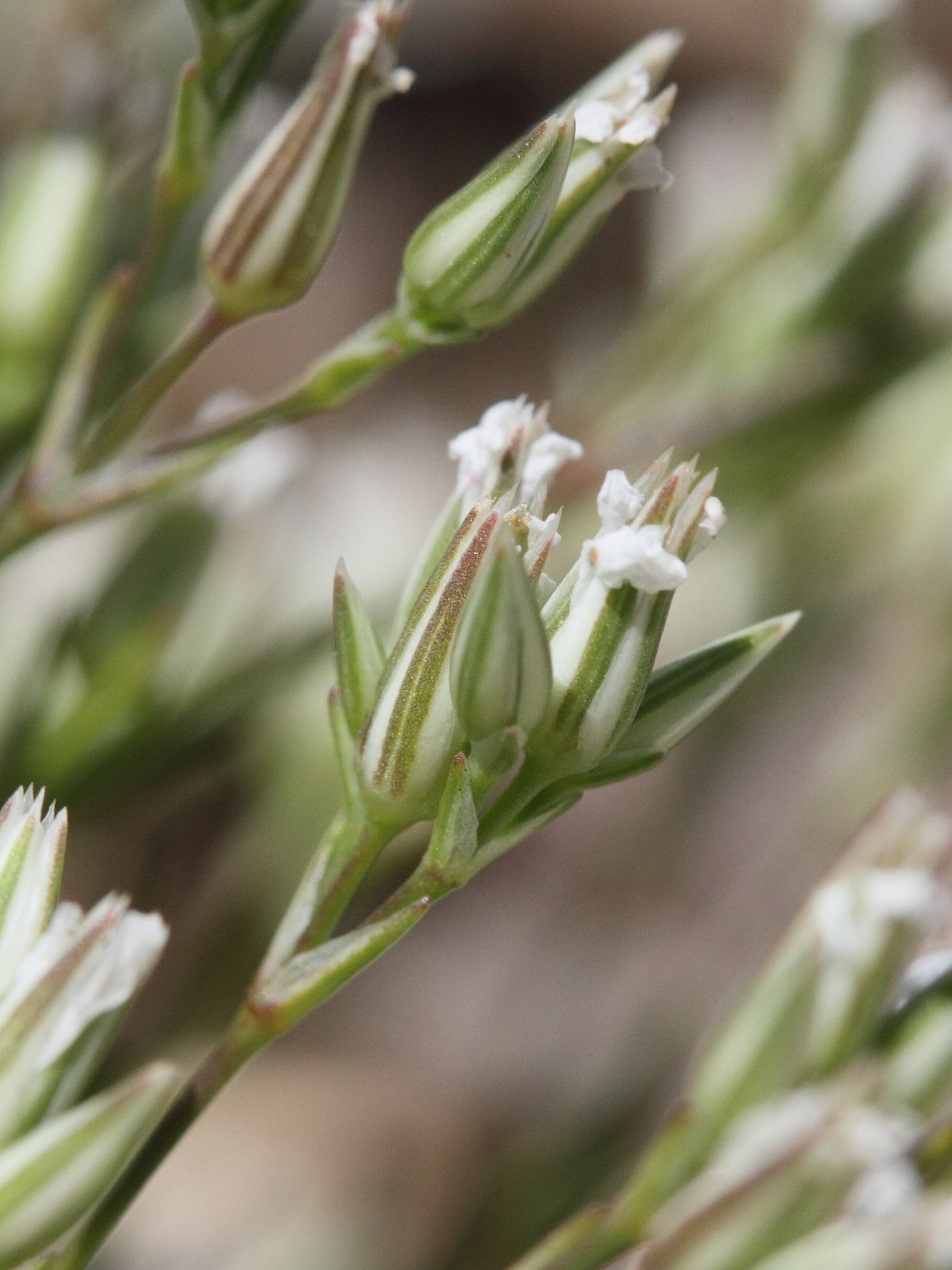 Afficher le média minuartia_rostrata3md minuartia_rostrata3md