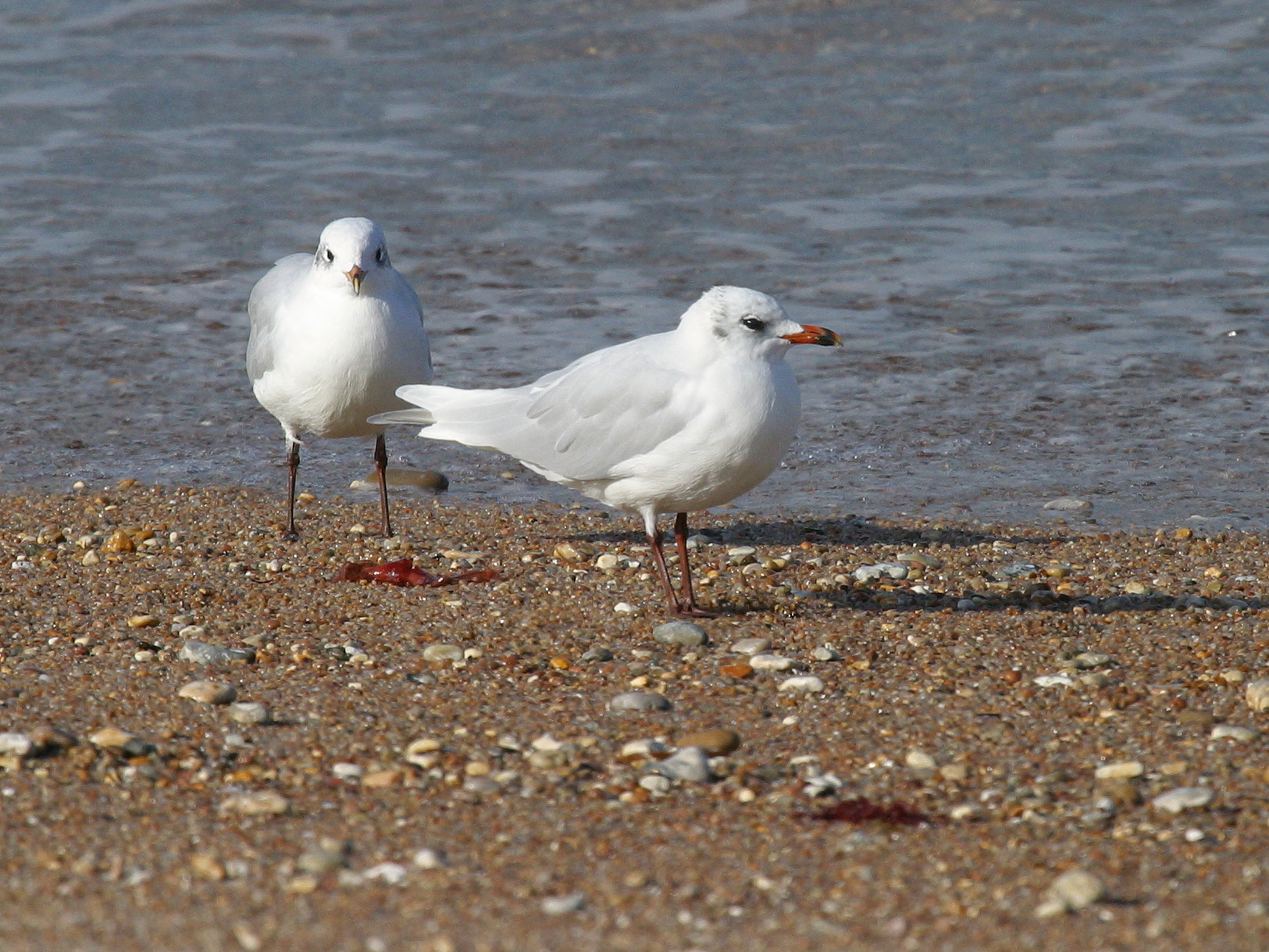 Afficher le média mouette_melanocephale_-_ichthyaetus_melanocephalus5bd mouette_melanocephale_-_ichthyaetus_melanocephalus5bd