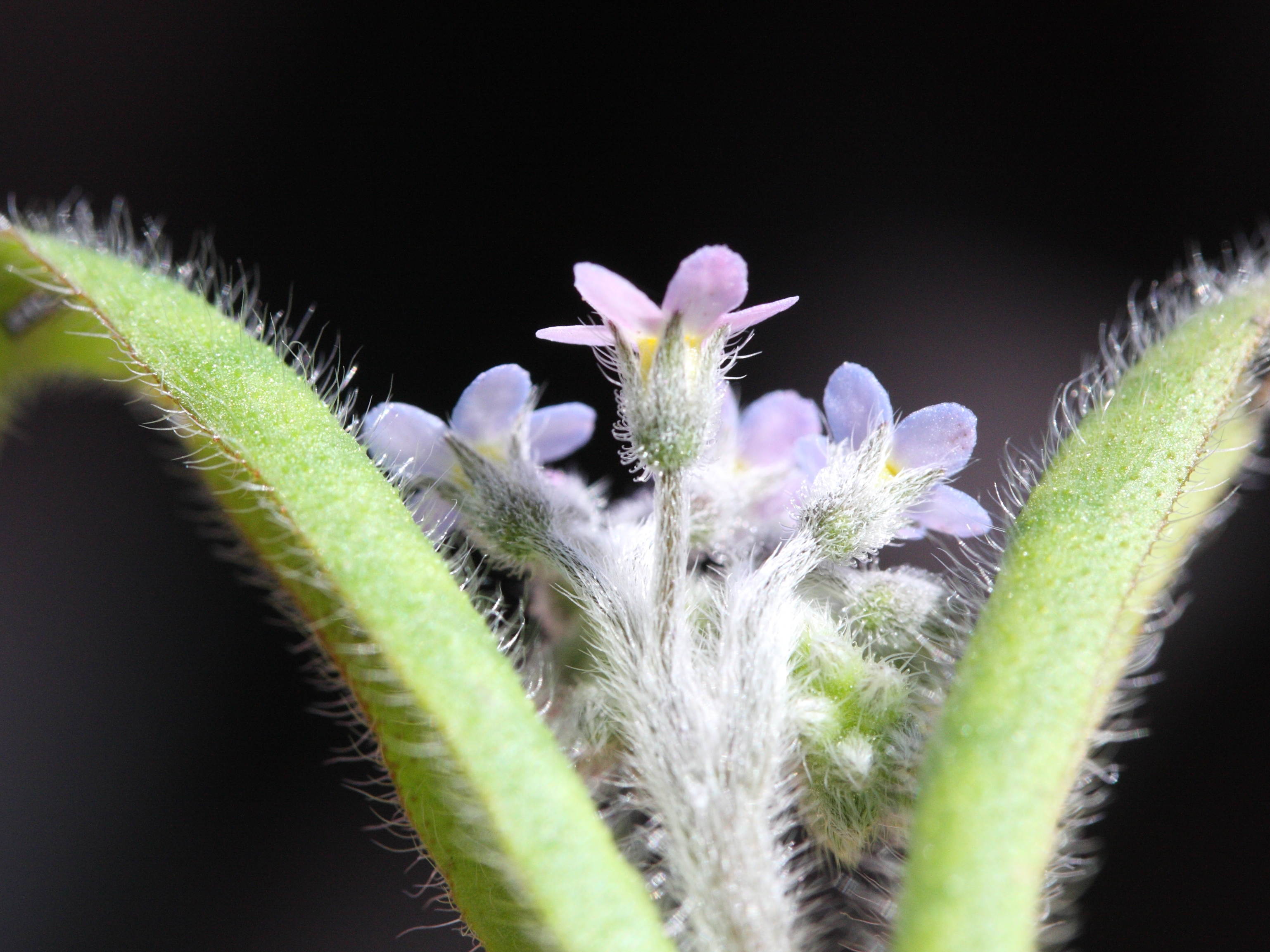 myosotis_arvensis2md