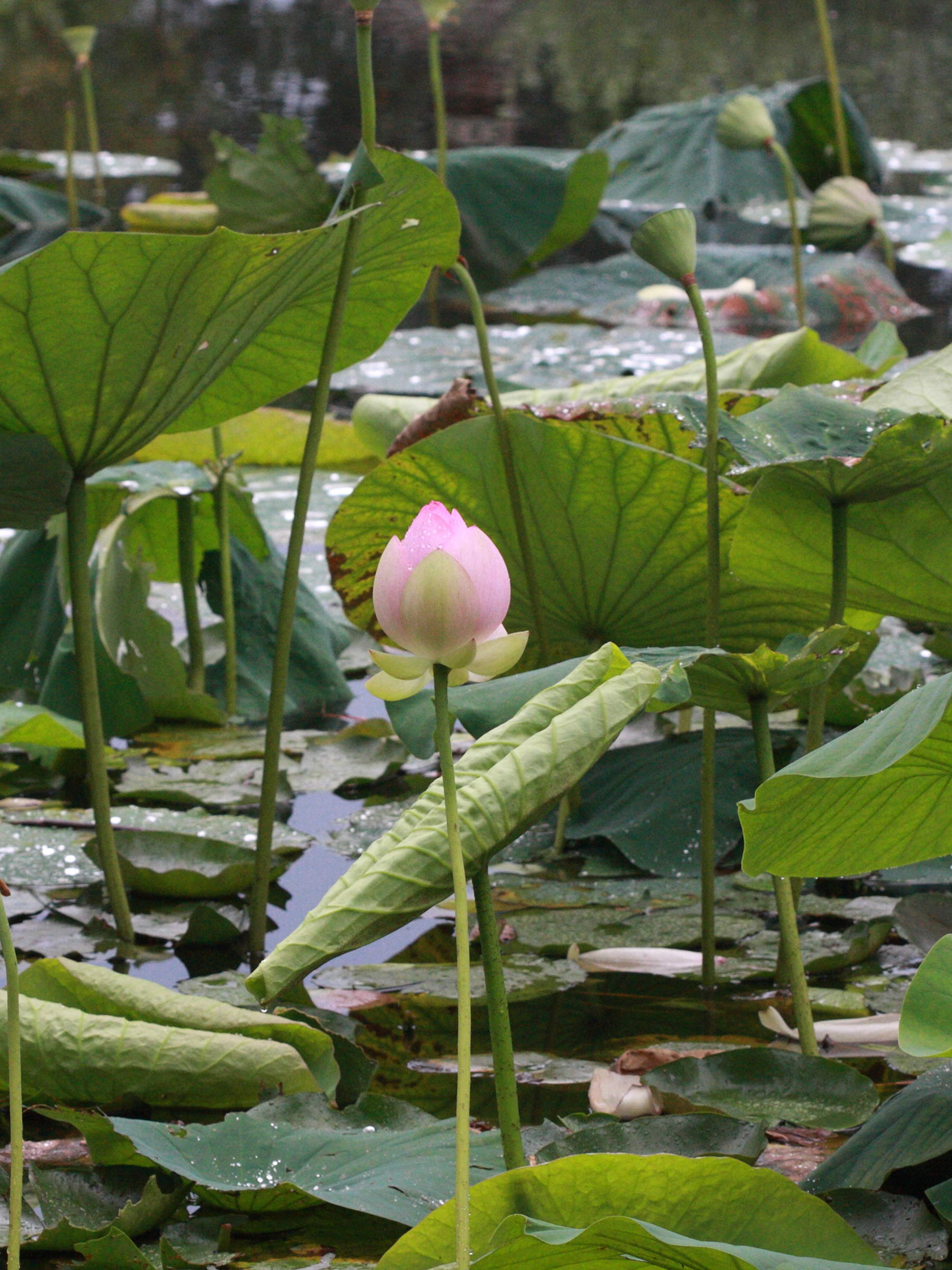 nelumbo_nucifera4bd