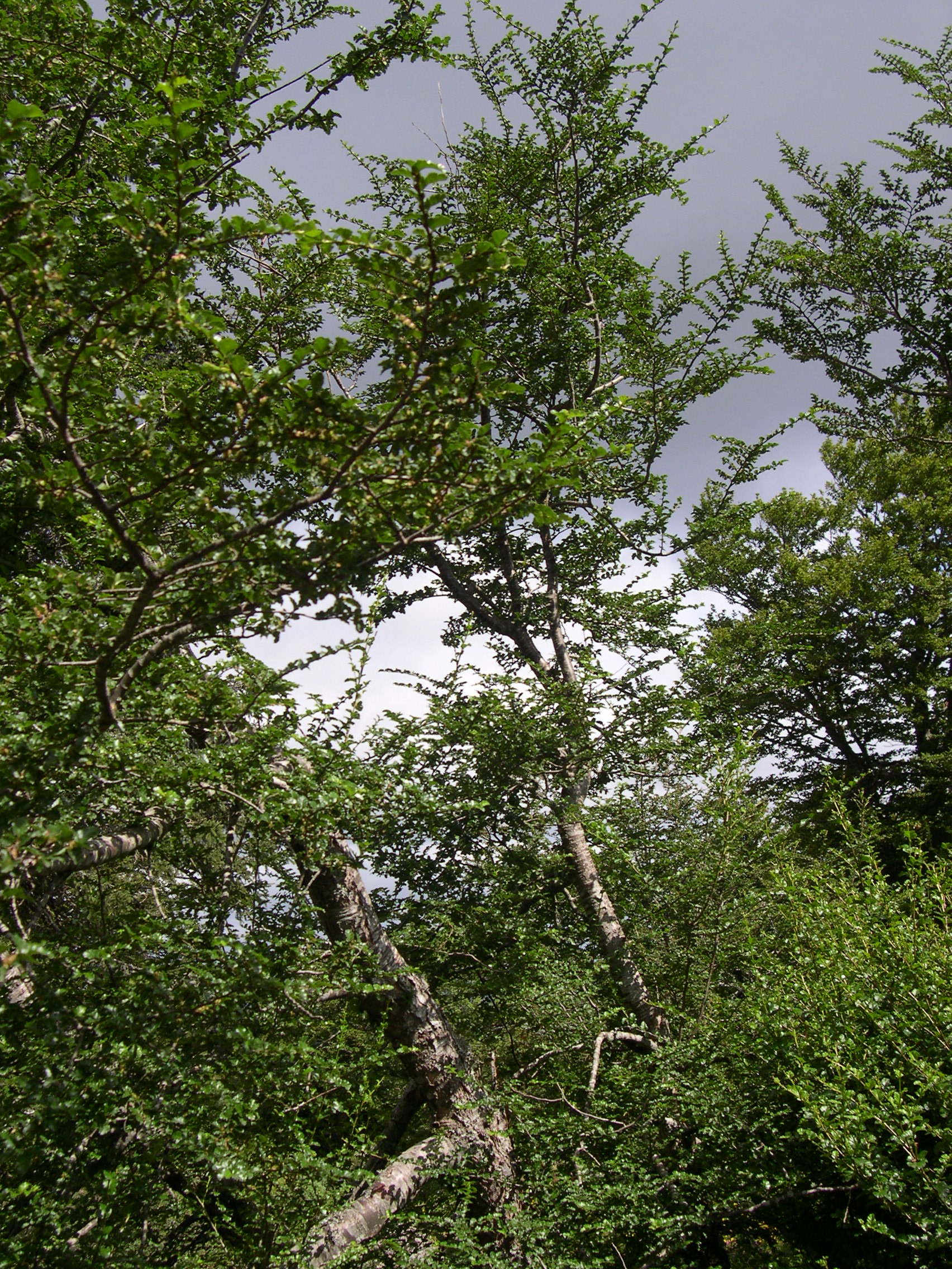Afficher le média nothofagus_antarctica1md nothofagus_antarctica1md