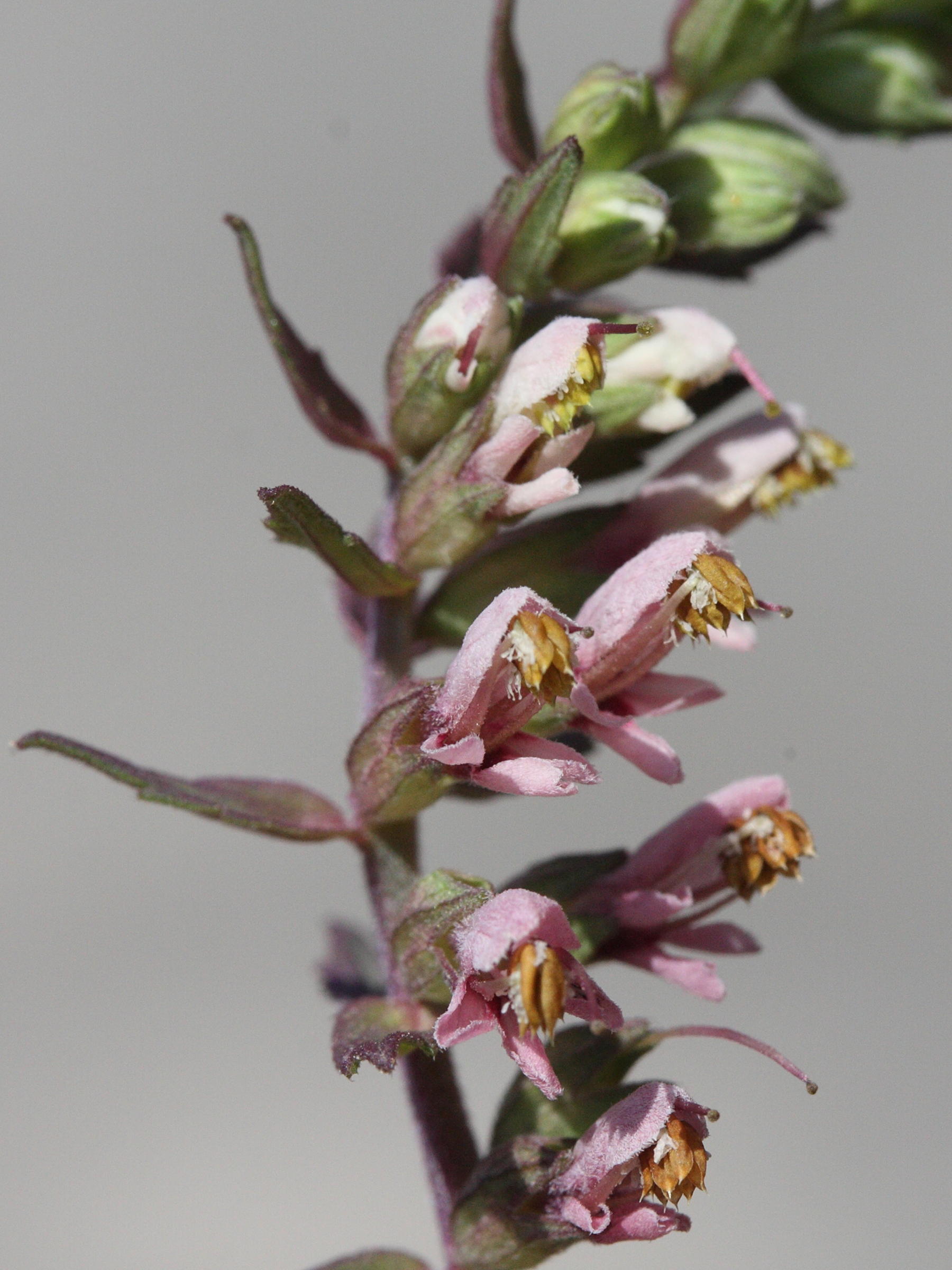 Afficher le média odontites_vernus_serotinus7md odontites_vernus_serotinus7md