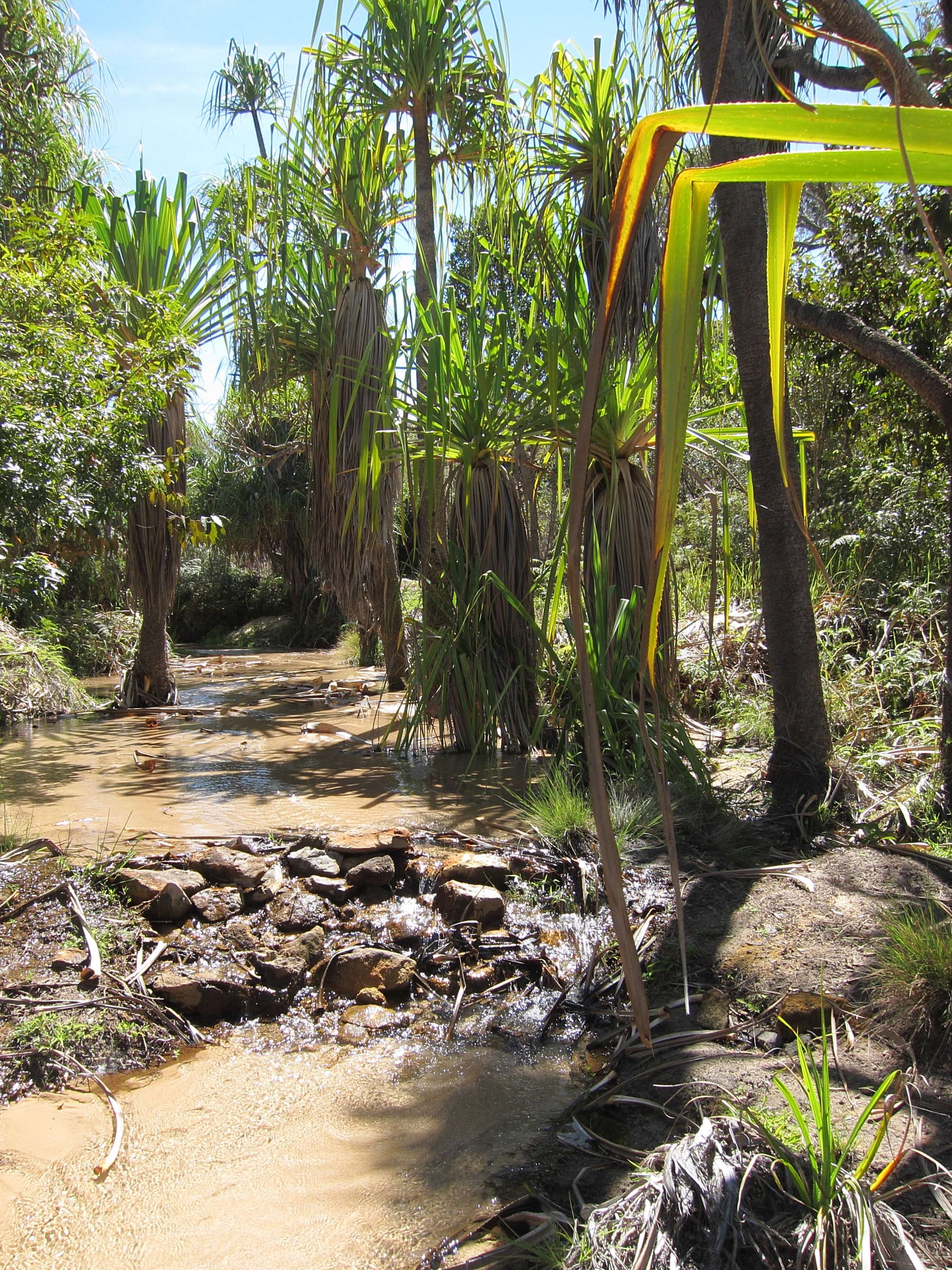 pandanus_variabilis1bd