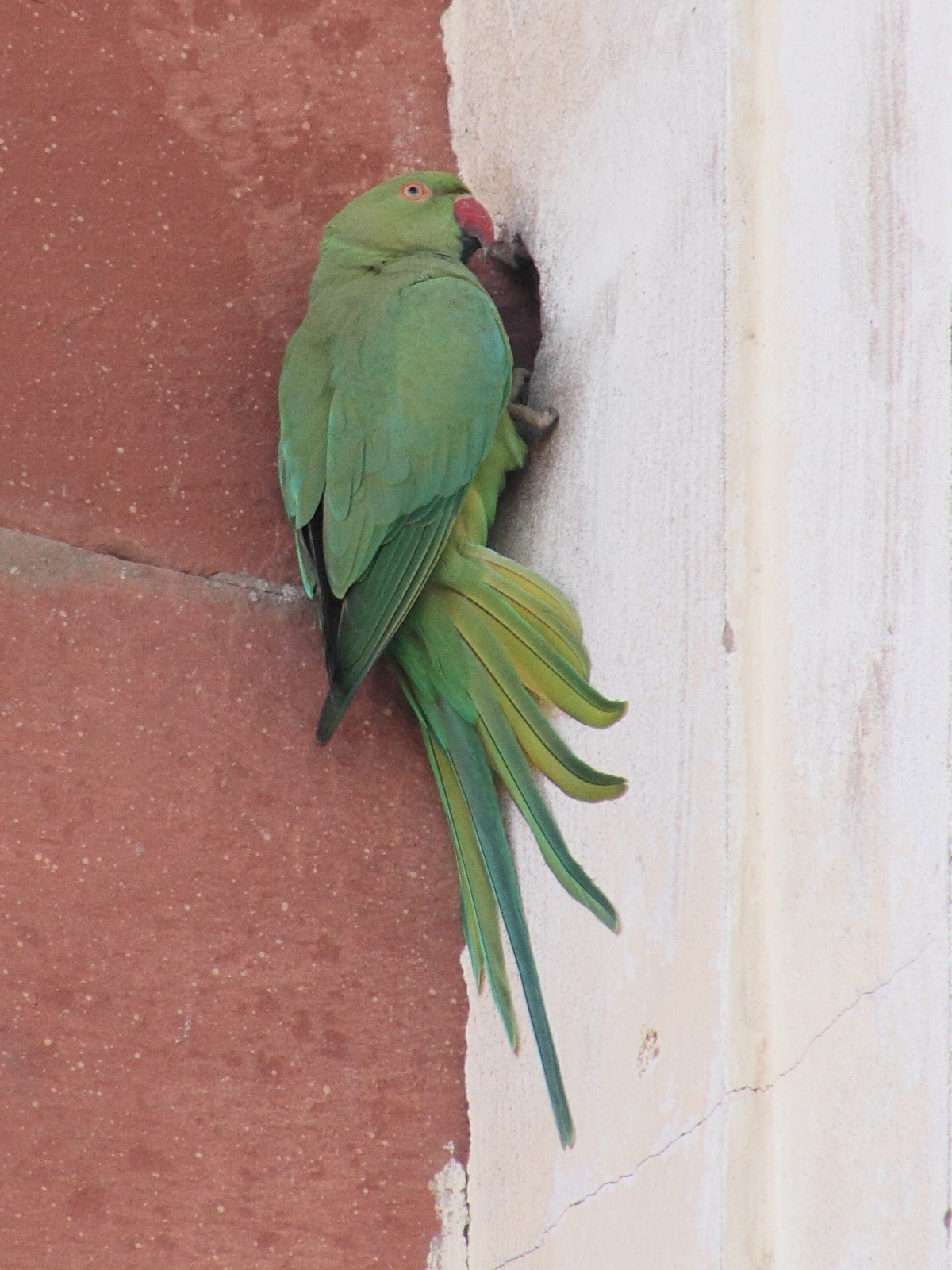 perruche_a_collier_-_psittacula_krameri6md