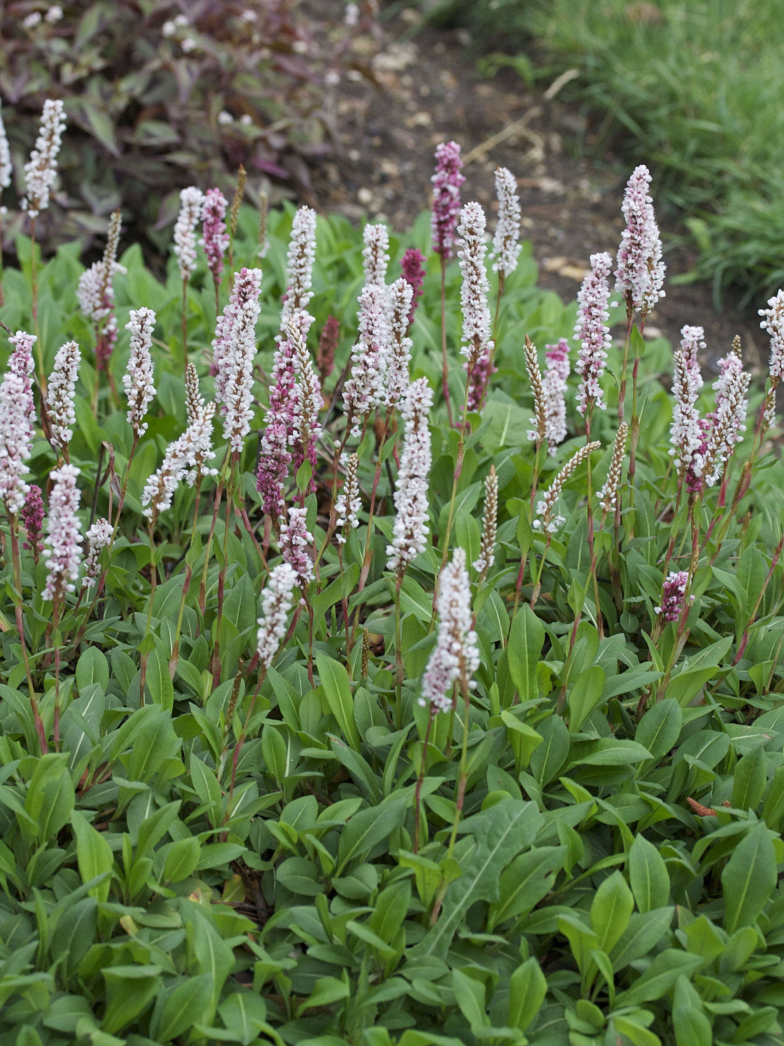 Afficher le média persicaria_affinis1md persicaria_affinis1md