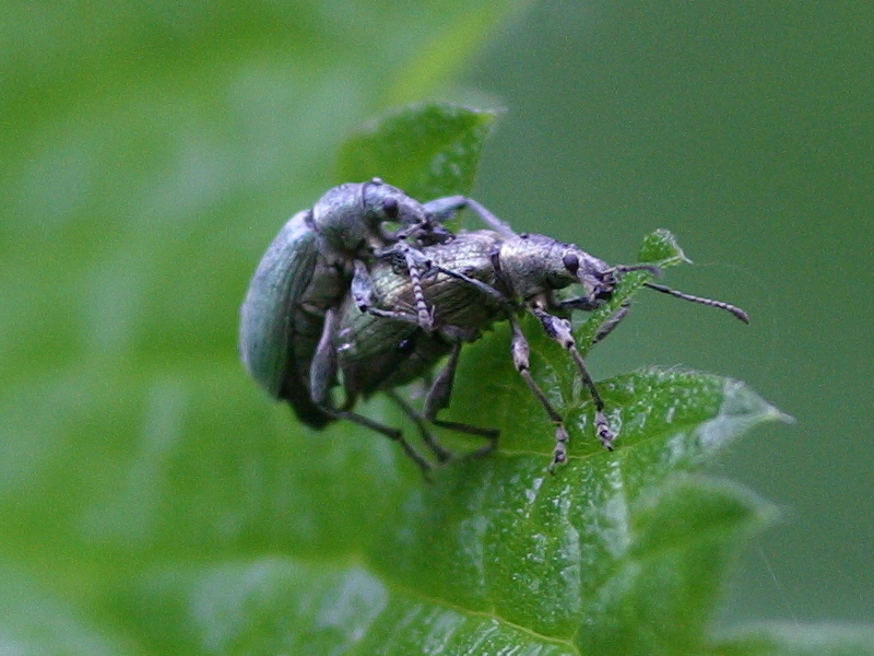 Afficher le média phyllobius_pomaceus3md phyllobius_pomaceus3md