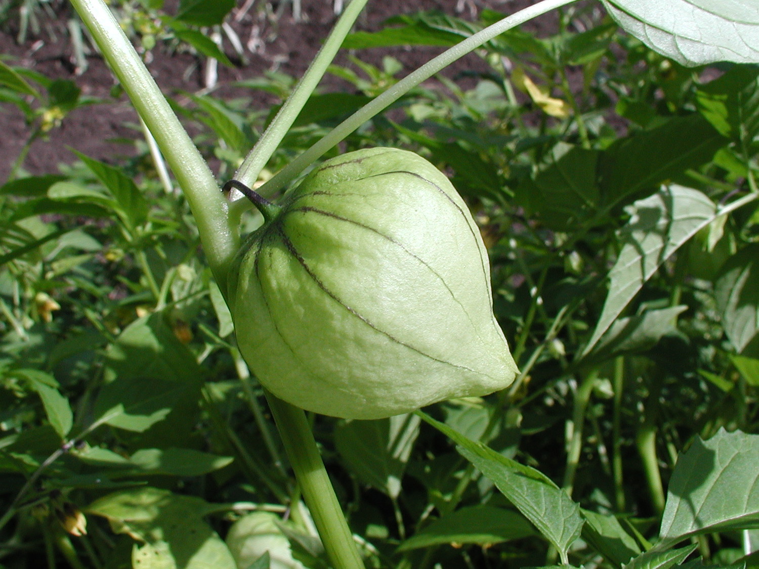 physalis_peruviana5md