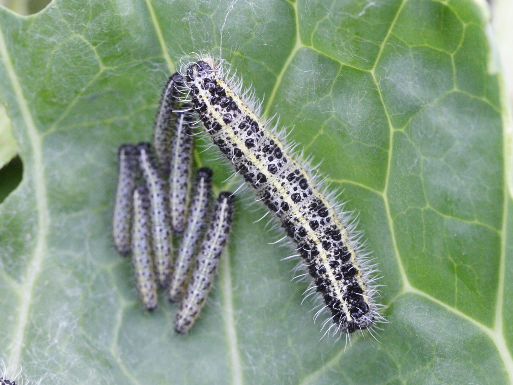 pieris_brassicae_ch1bd