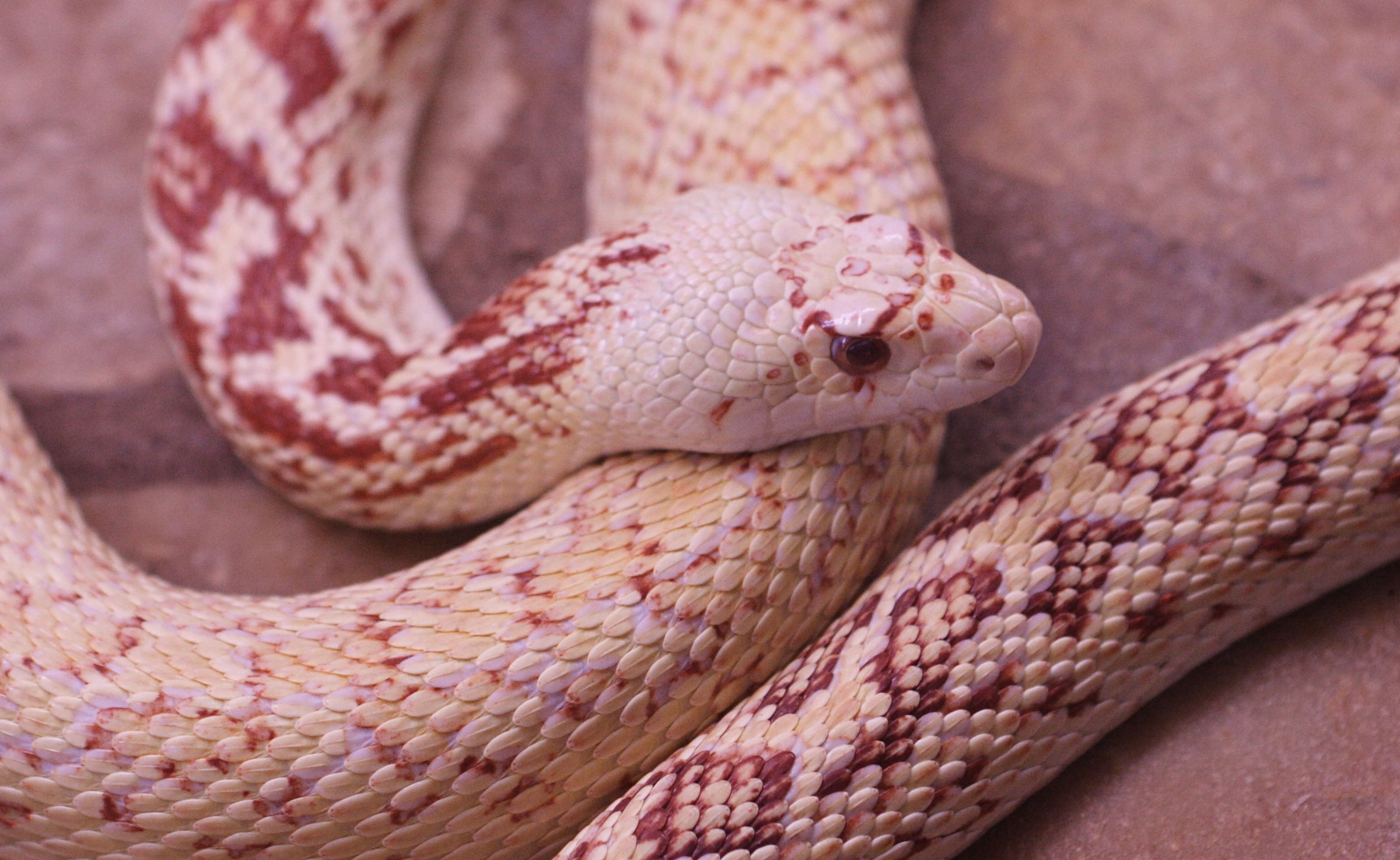 pituophis_catenifer_affinis4md